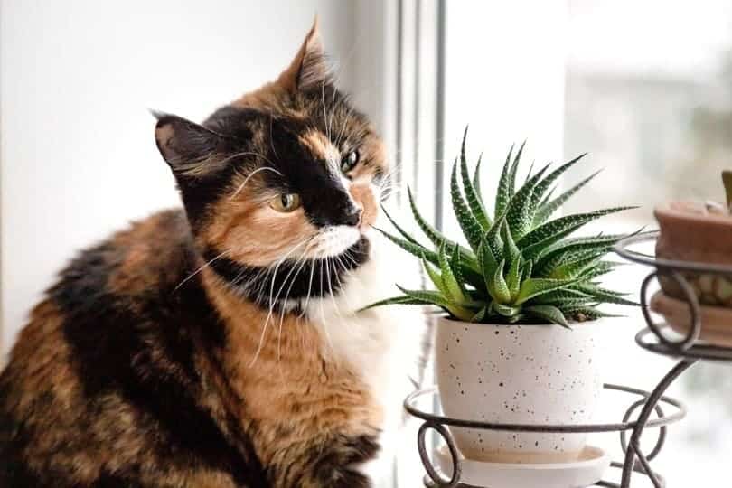 Suas plantas de casa podem prejudicar seu gato-mas esses 12 abrangentes não vão! Suas plantas de casa podem prejudicar seu gato-mas esses 12 abrangentes não vão!