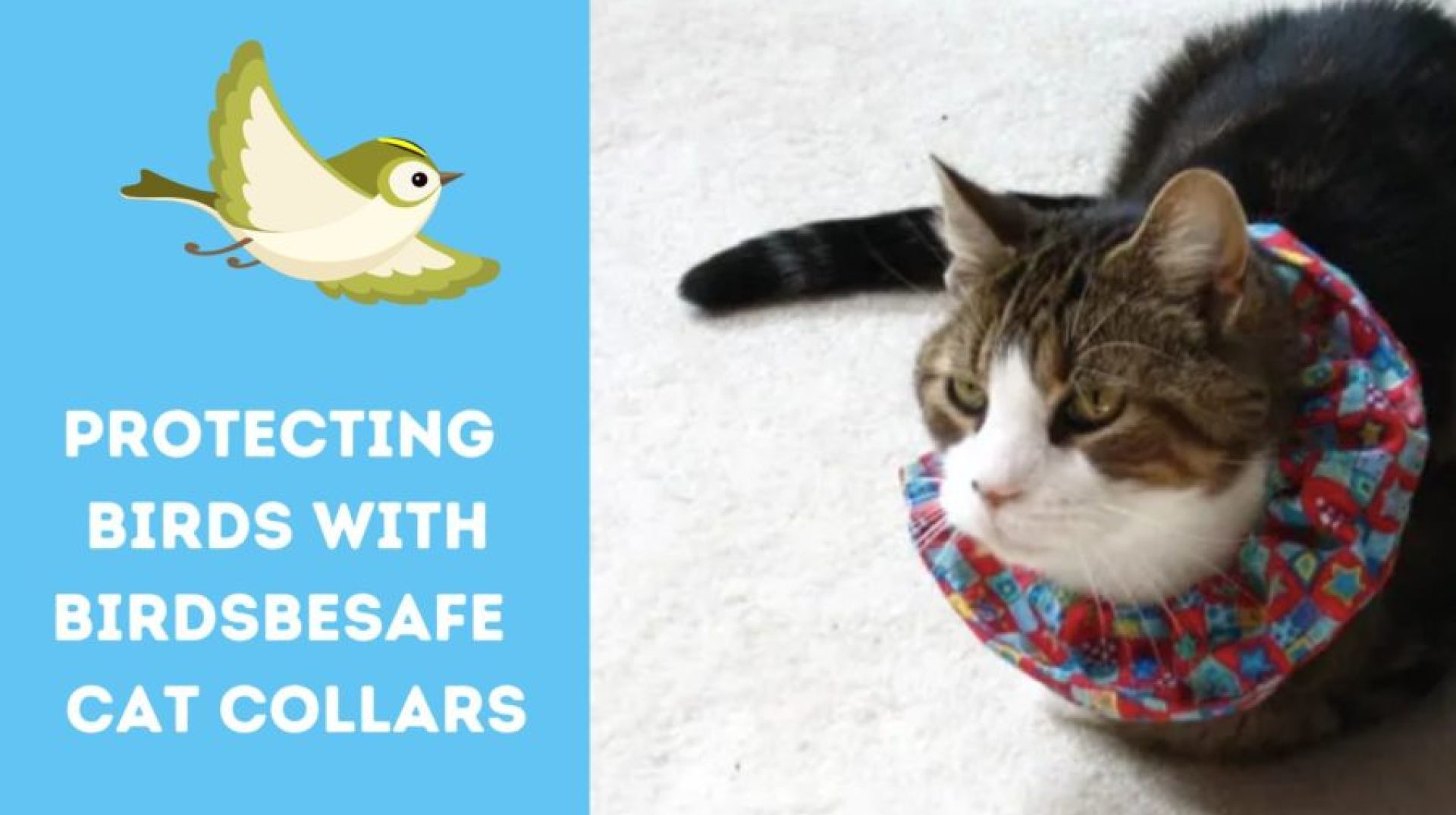 Proteção de pássaros com colares de gato Proteção de pássaros com colares de gato