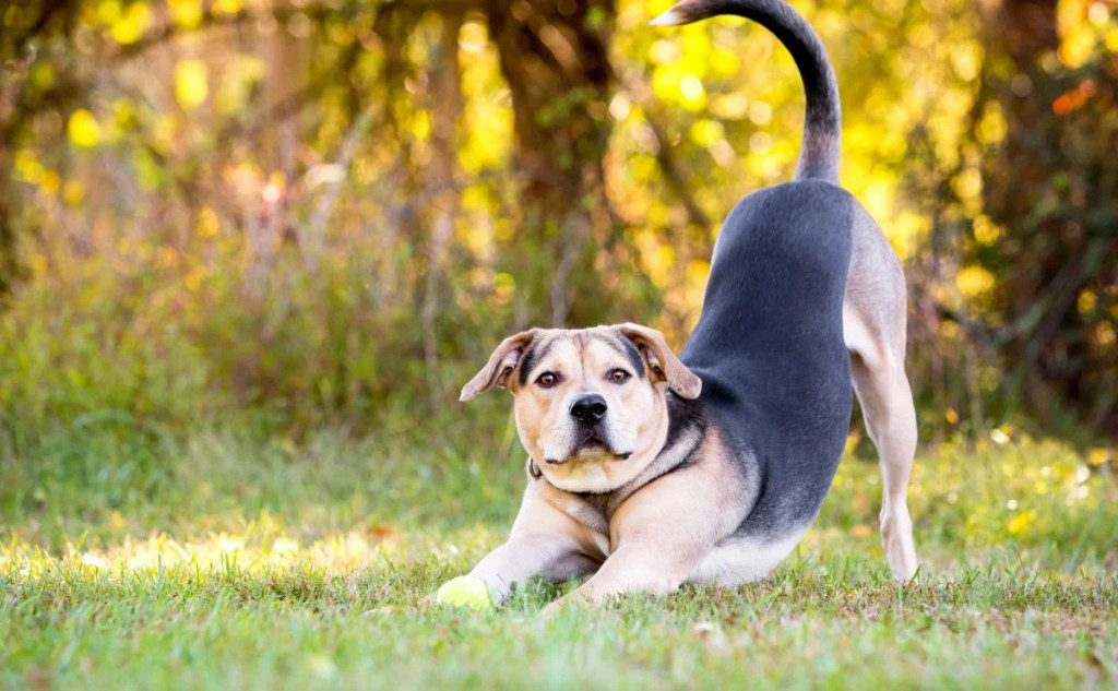 Por que os cães se estendem quando o vêem? Não é apenas uma peculiaridade fofa! Por que os cães se estendem quando o vêem? Não é apenas uma peculiaridade fofa!