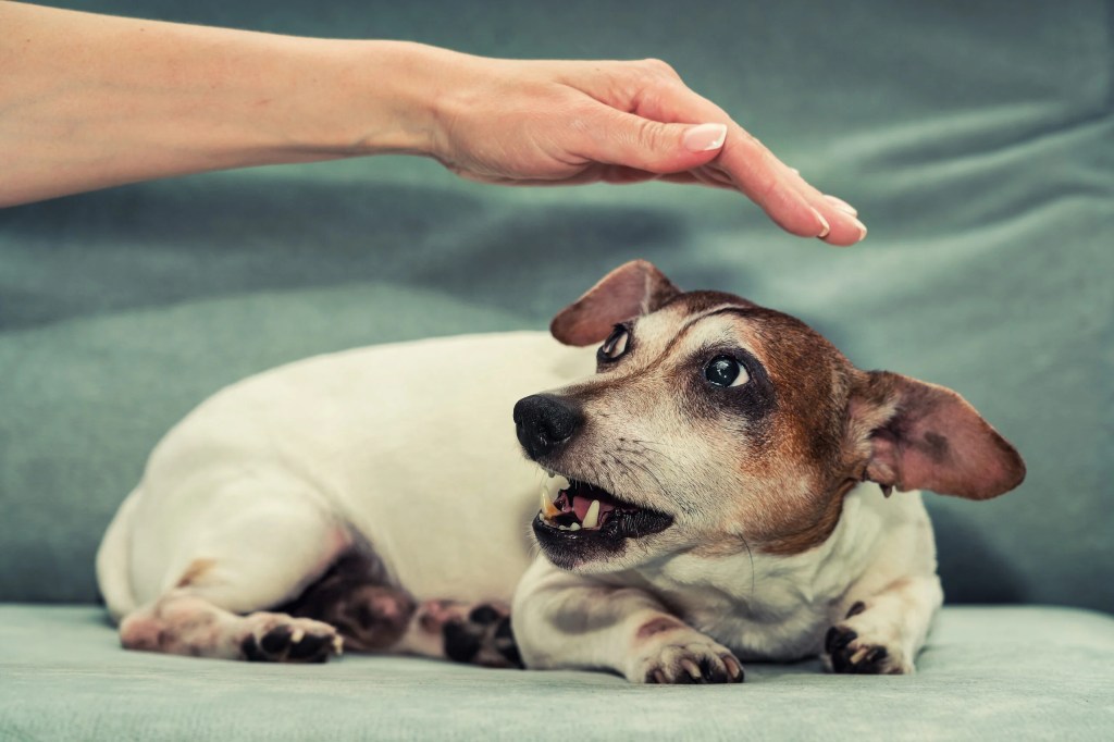 Por que os cães não gostam de certas pessoas? Descubra o que seu cão pode estar sentindo Por que os cães não gostam de certas pessoas? Descubra o que seu cão pode estar sentindo