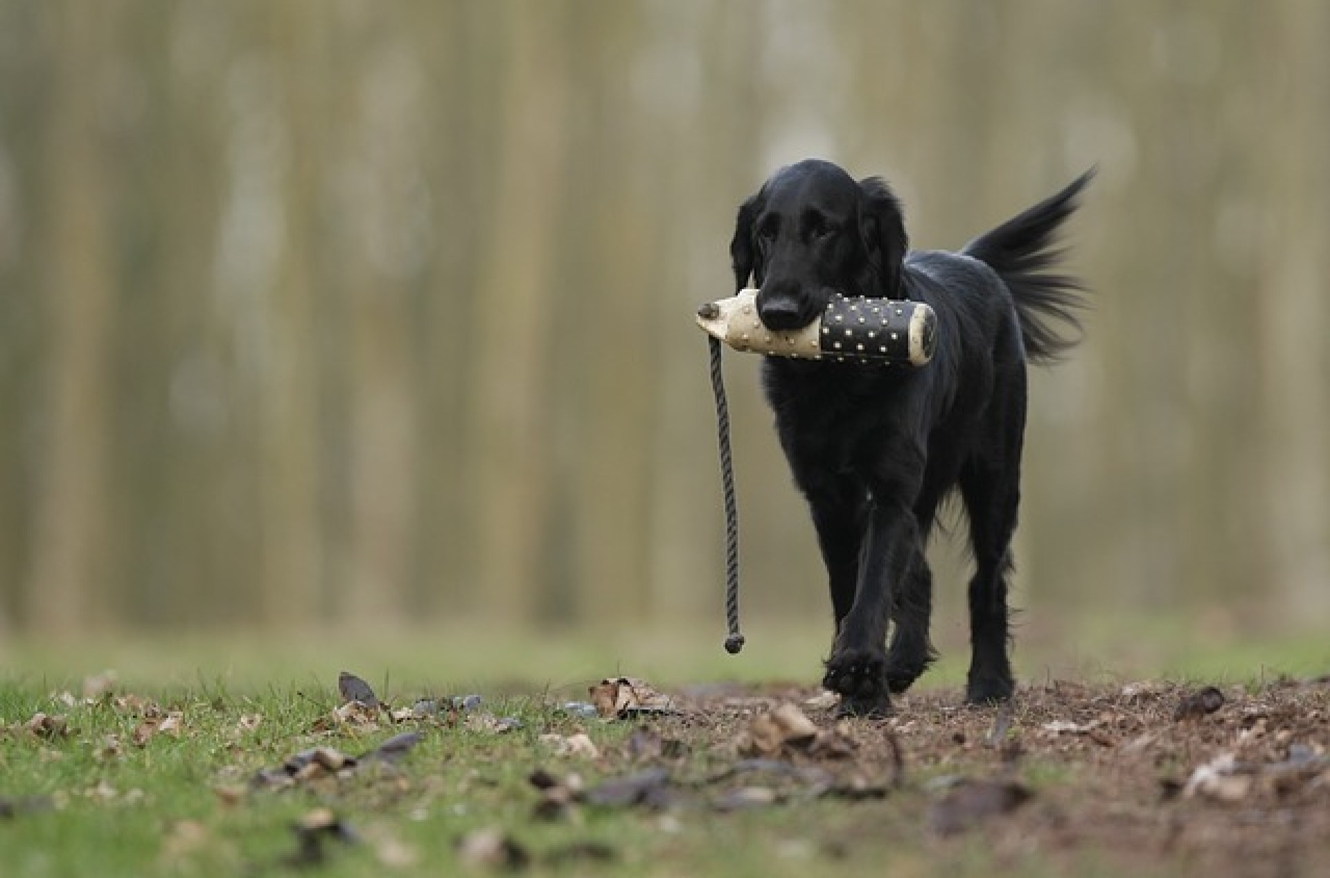 8 Dicas de manutenção de cães de caça ao offseason vital – Barkblaster 8 Dicas de manutenção de cães de caça ao offseason vital – Barkblaster