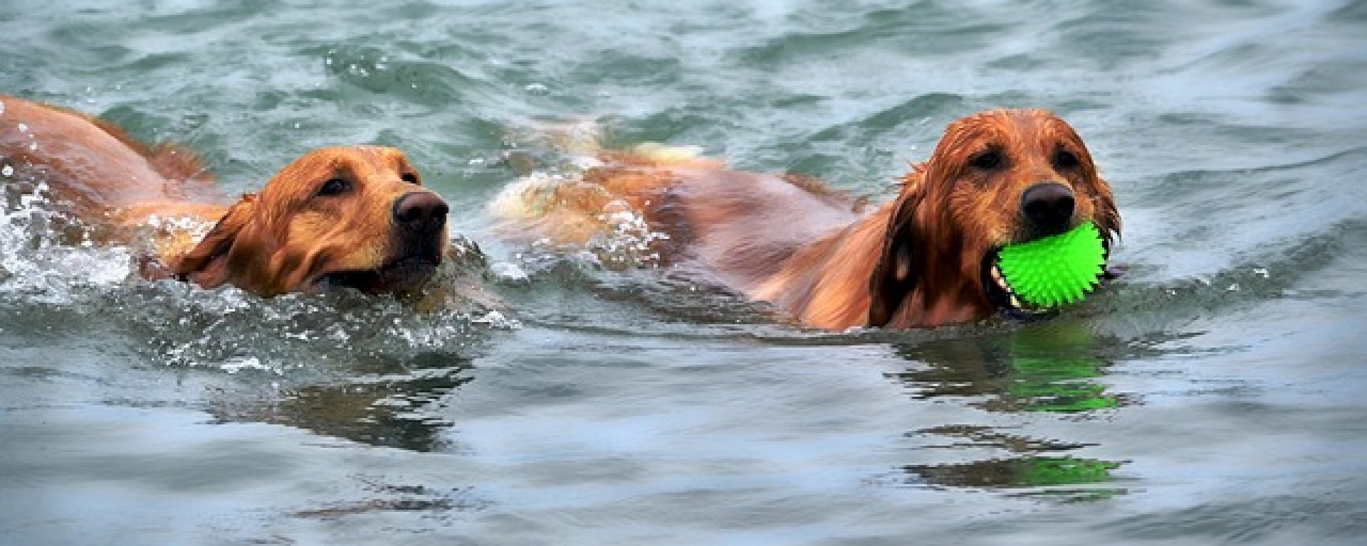 Como manter seu cachorro esfriar neste verão Como manter seu cachorro esfriar neste verão