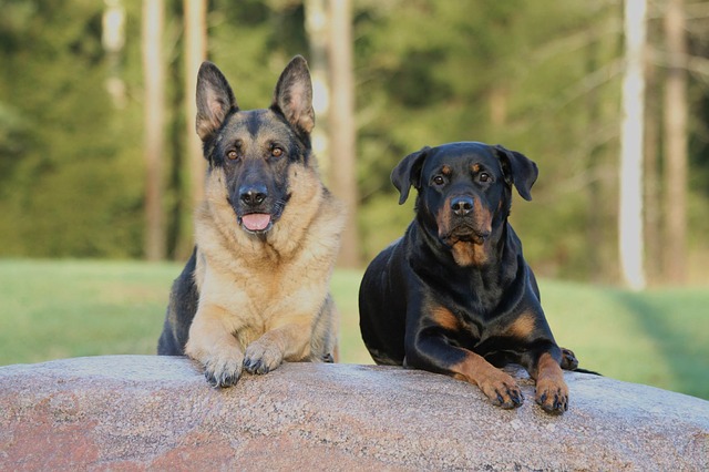 Shepherd alemão vs Rottweiler – Barkblaster Shepherd alemão vs Rottweiler – Barkblaster