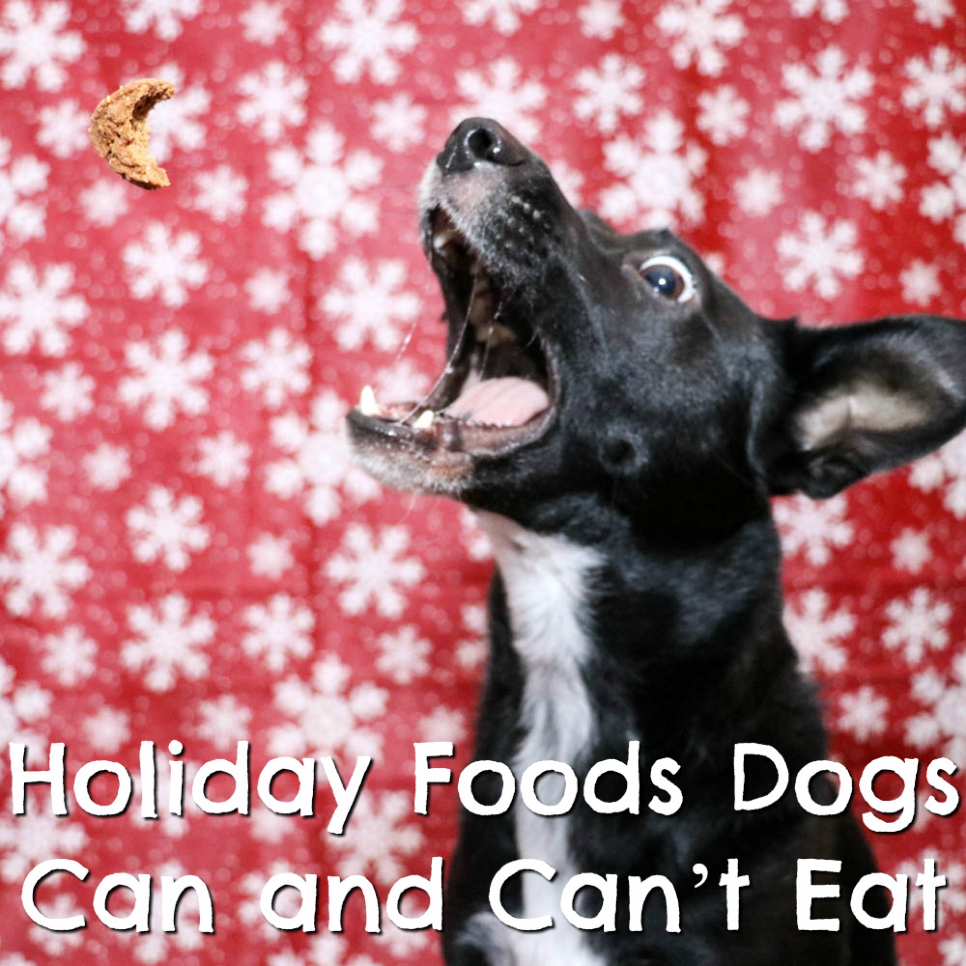 Os cães de comida de férias podem e não podem comer {Giveaway Stuffer – Dia 6} Os cães de comida de férias podem e não podem comer {Giveaway Stuffer – Dia 6}
