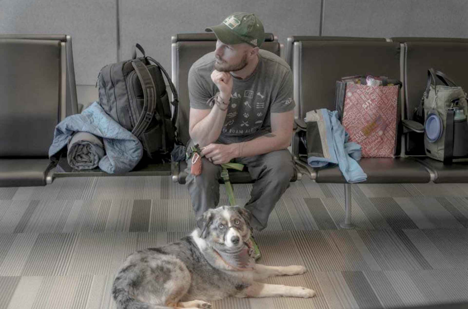 9 dicas para voar com um animal de estimação 9 dicas para voar com um animal de estimação