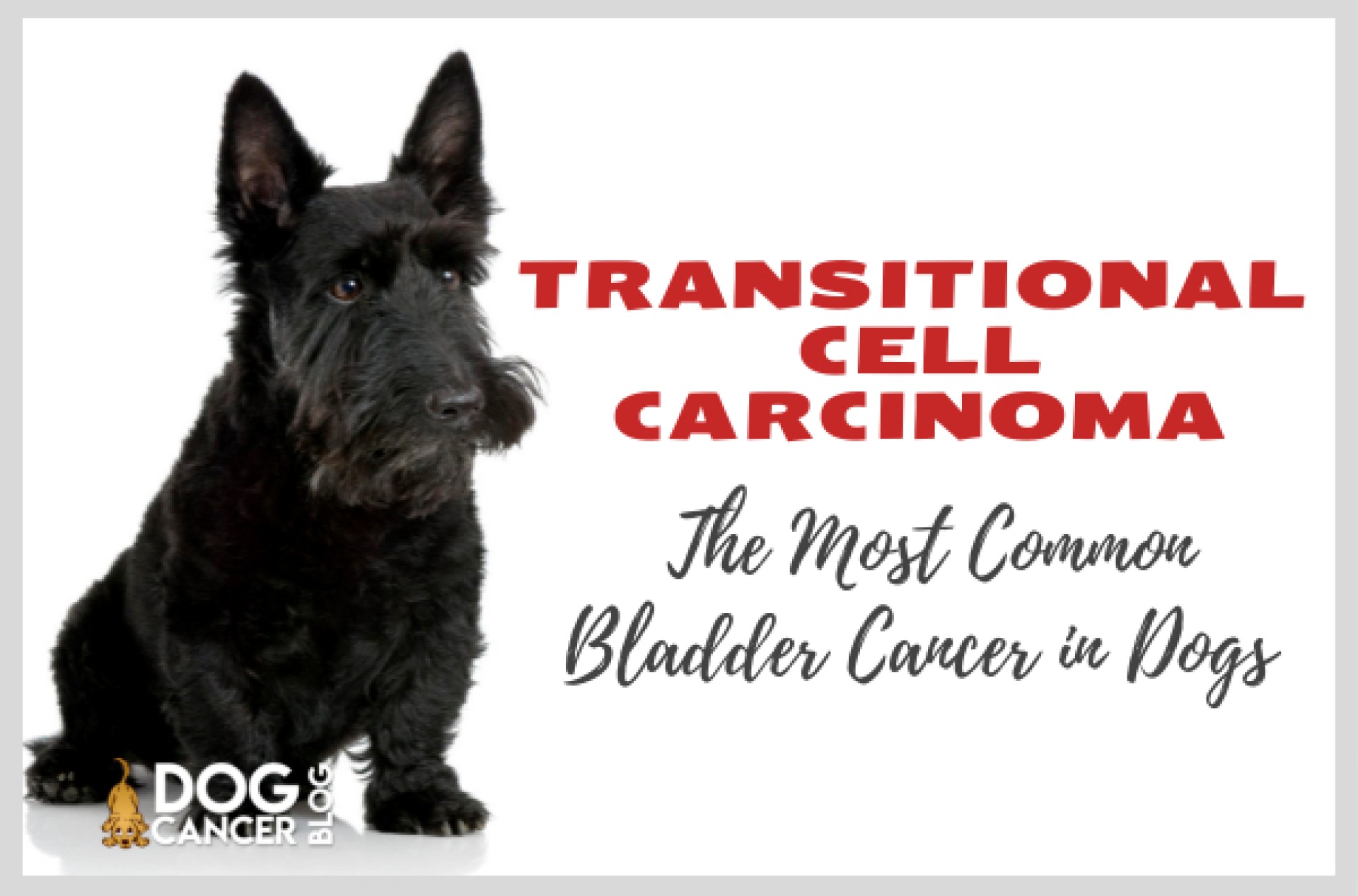 O câncer de bexiga para cães mais comum O câncer de bexiga para cães mais comum
