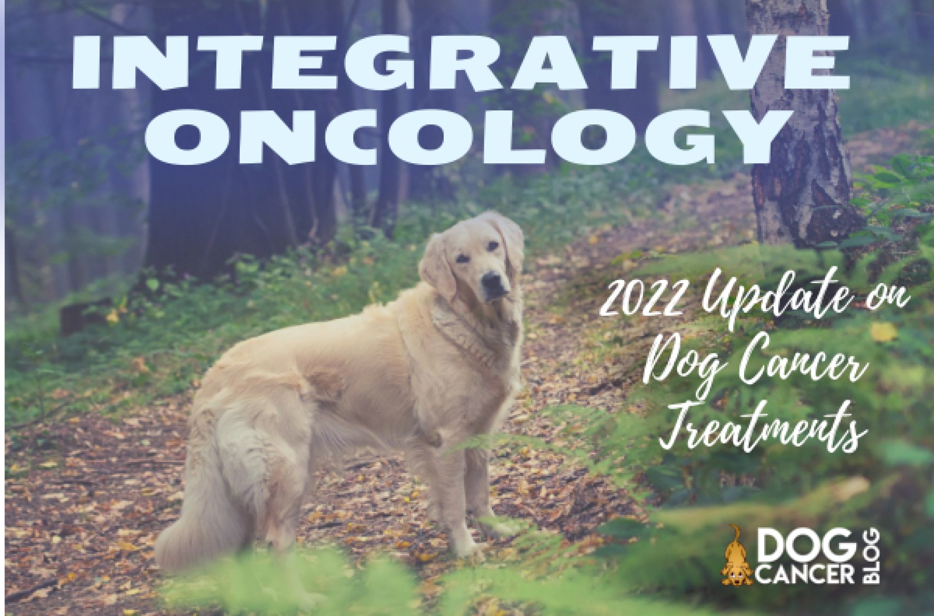 Tratamentos de câncer de cães integrativos para 2022 Tratamentos de câncer de cães integrativos para 2022