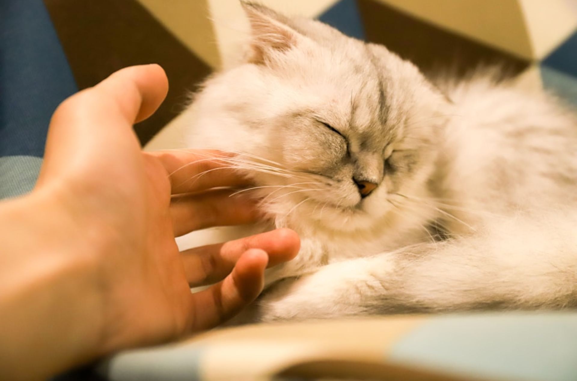 Tratamentos eficazes de alergia a gatos Tratamentos eficazes de alergia a gatos