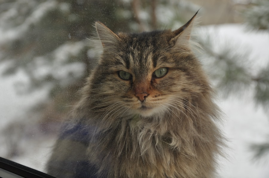 Majestoso gato norueguês da floresta: um guia Majestoso gato norueguês da floresta: um guia