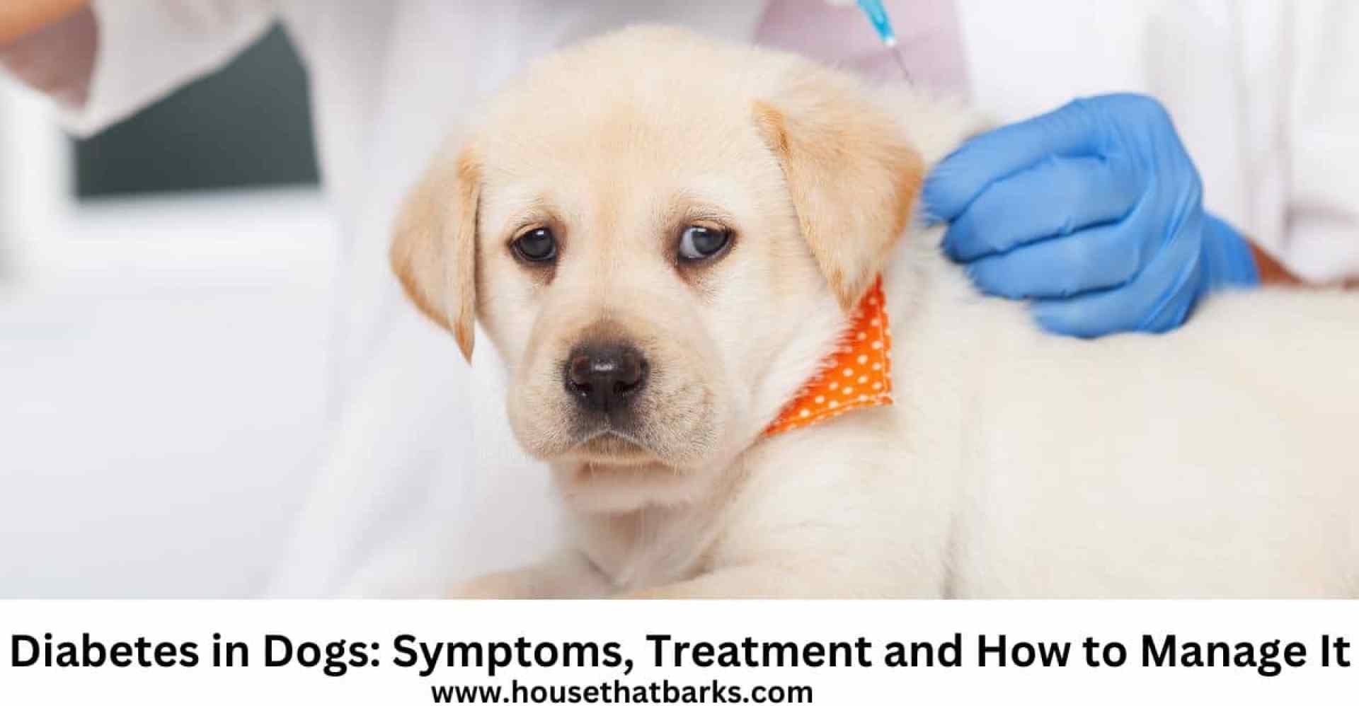 Diabetes em cães: sintomas, tratamento e como gerenciá -lo Diabetes em cães: sintomas, tratamento e como gerenciá -lo