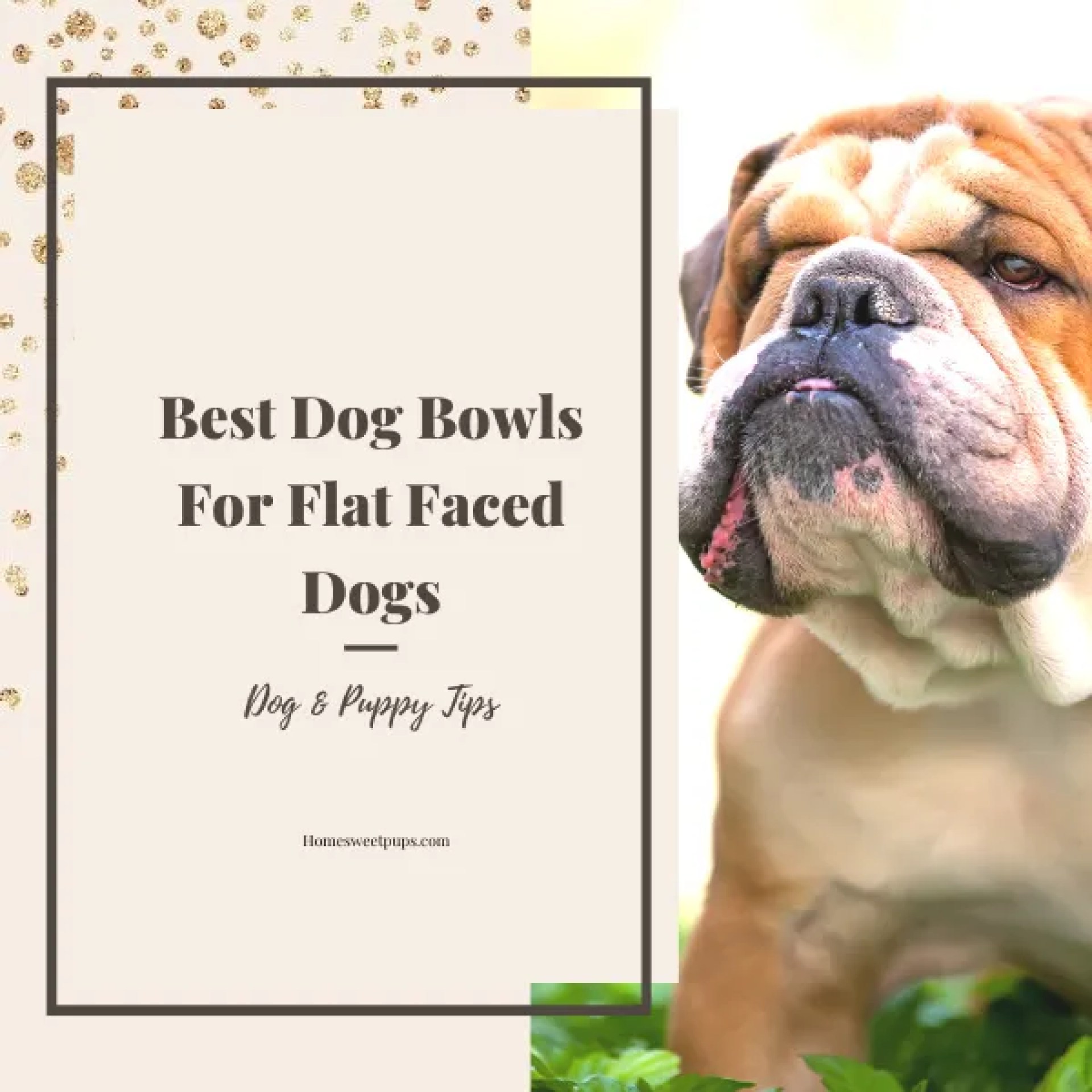 As melhores tigelas de cachorro para cães de rosto plano As melhores tigelas de cachorro para cães de rosto plano
