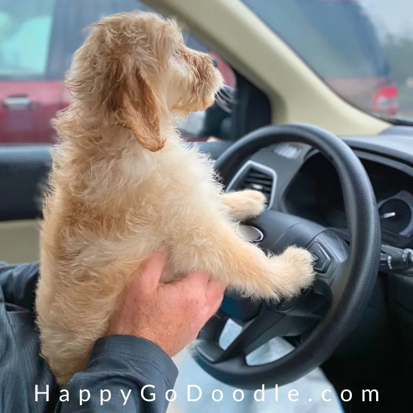 10 dicas para a viagem de carro para casa com um novo filhote 10 dicas para a viagem de carro para casa com um novo filhote