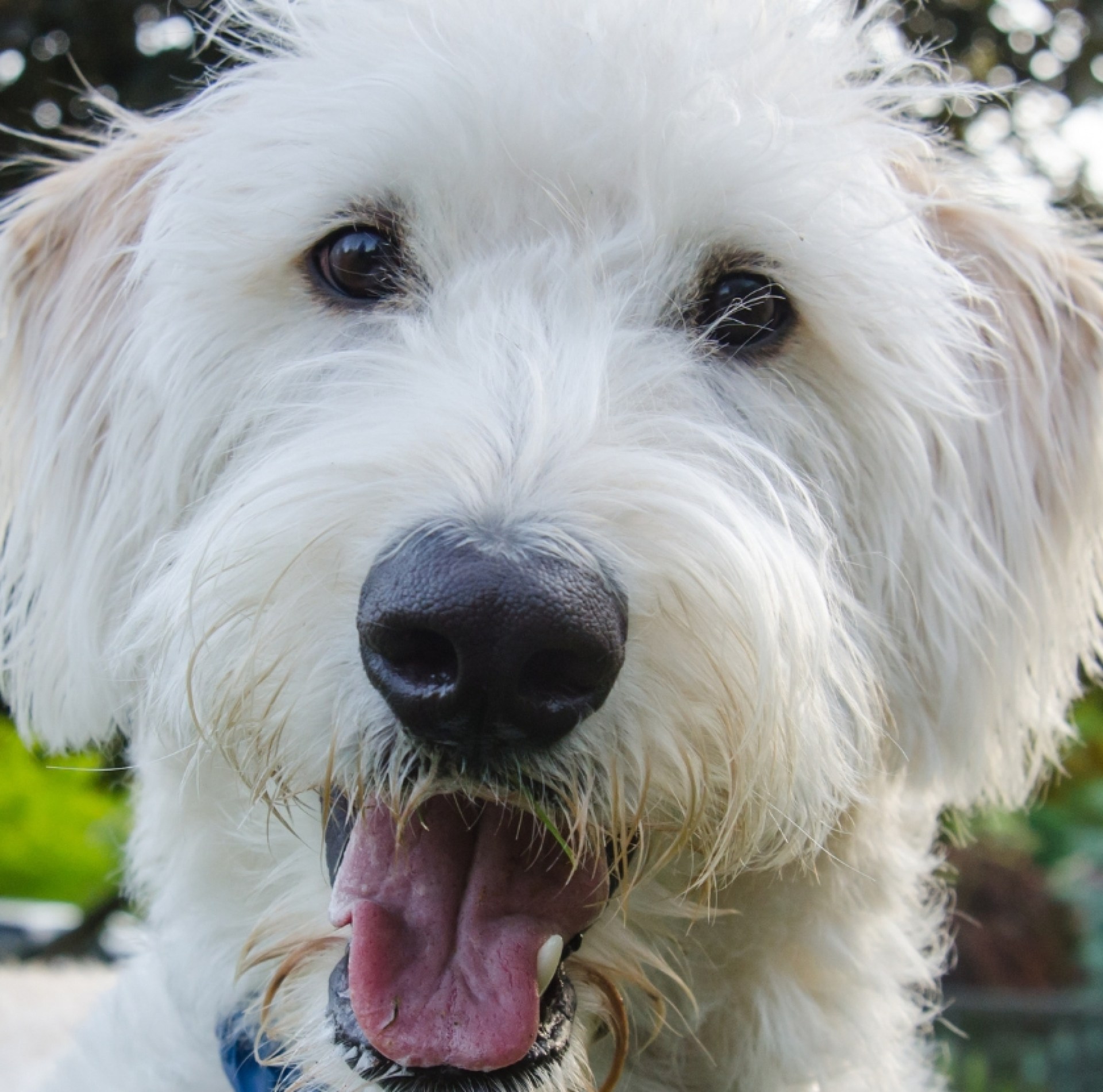 White Goldendoodle: fotos e fatos únicos White Goldendoodle: fotos e fatos únicos