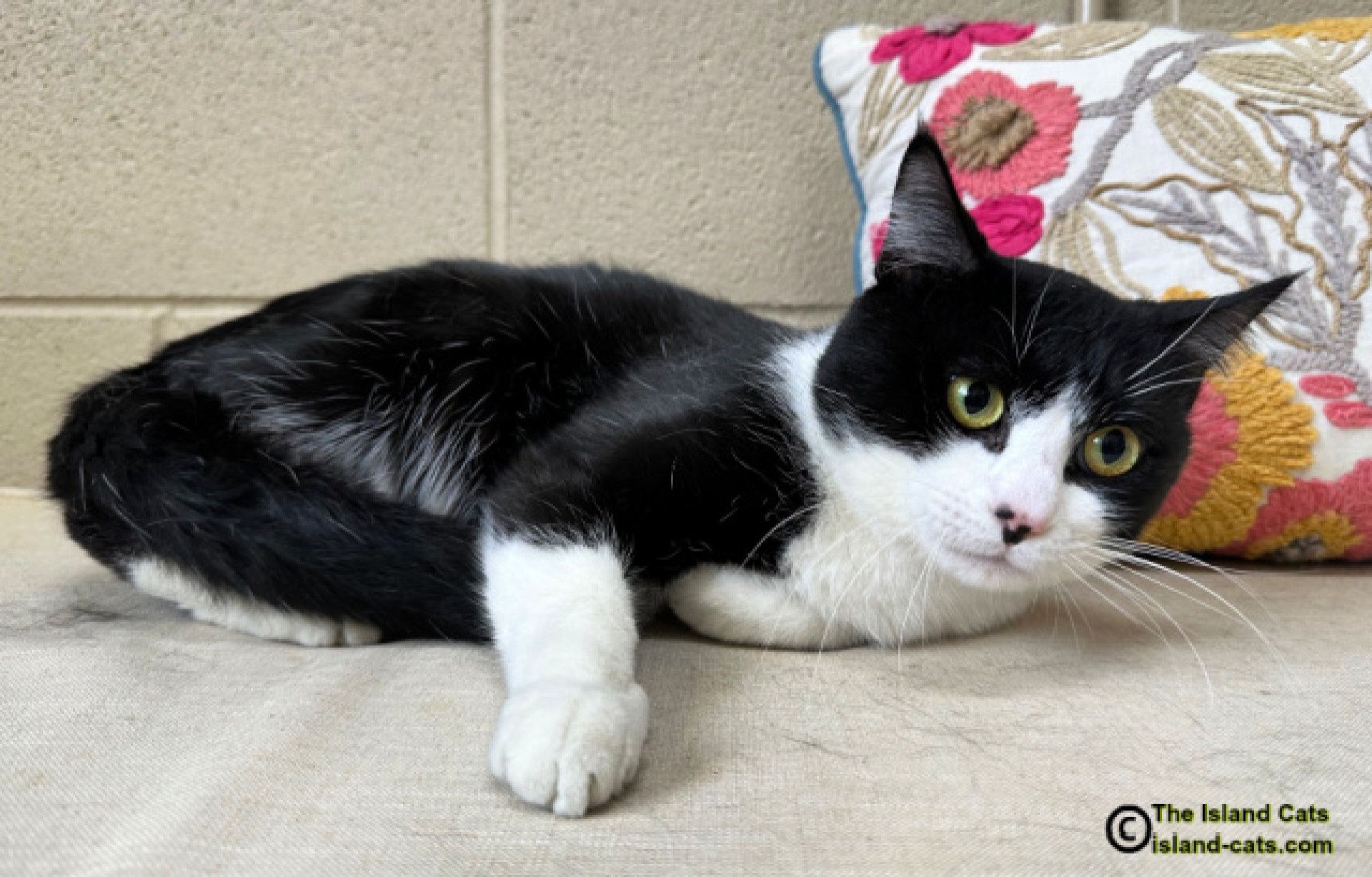 Feliz Dia Gotcha, Murphy! – Os gatos da ilha … todo gato quer ser um gato da ilha! Feliz Dia Gotcha, Murphy! – Os gatos da ilha … todo gato quer ser um gato da ilha!