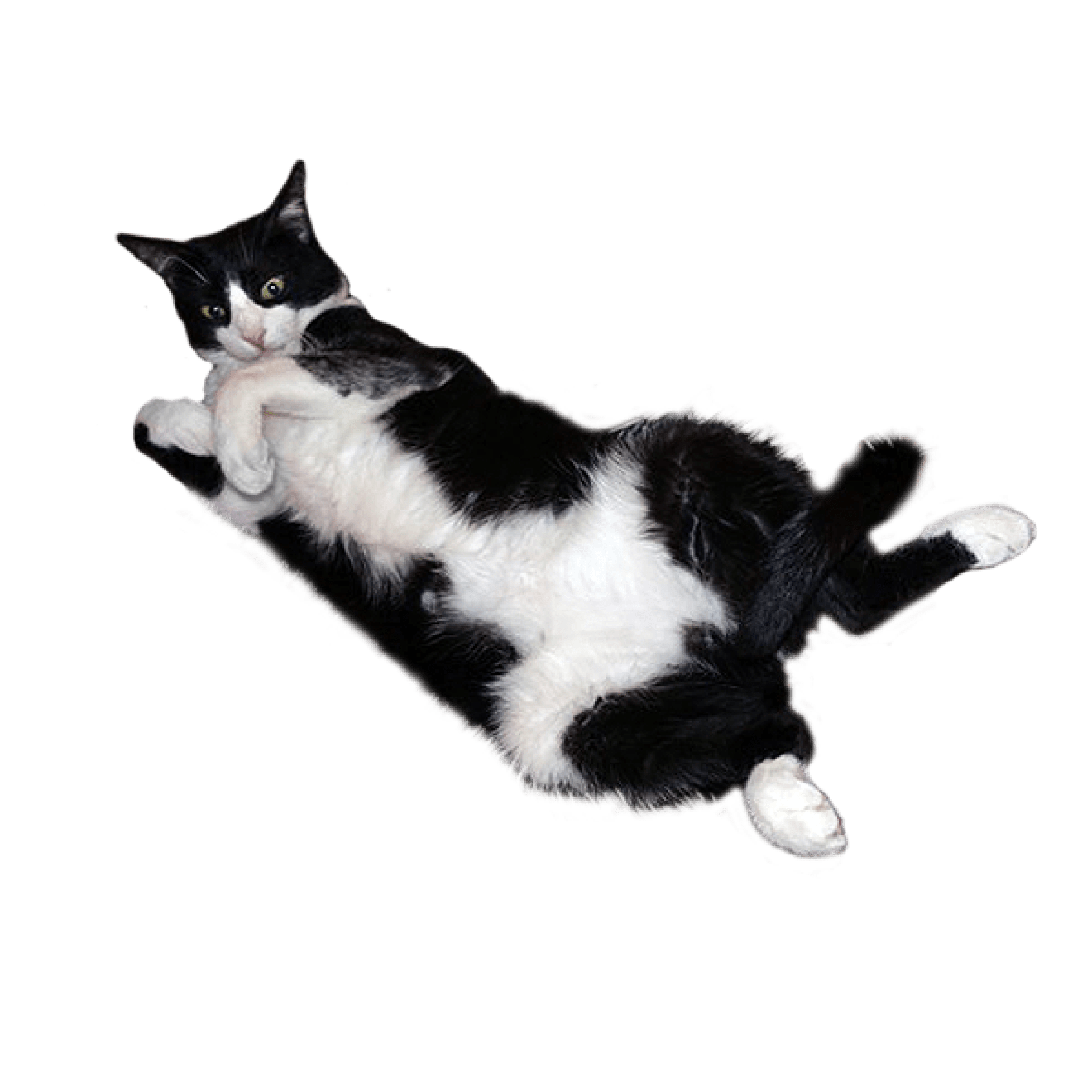 Terça -feira Tale – LivingwithLoulou.com Terça -feira Tale – LivingwithLoulou.com