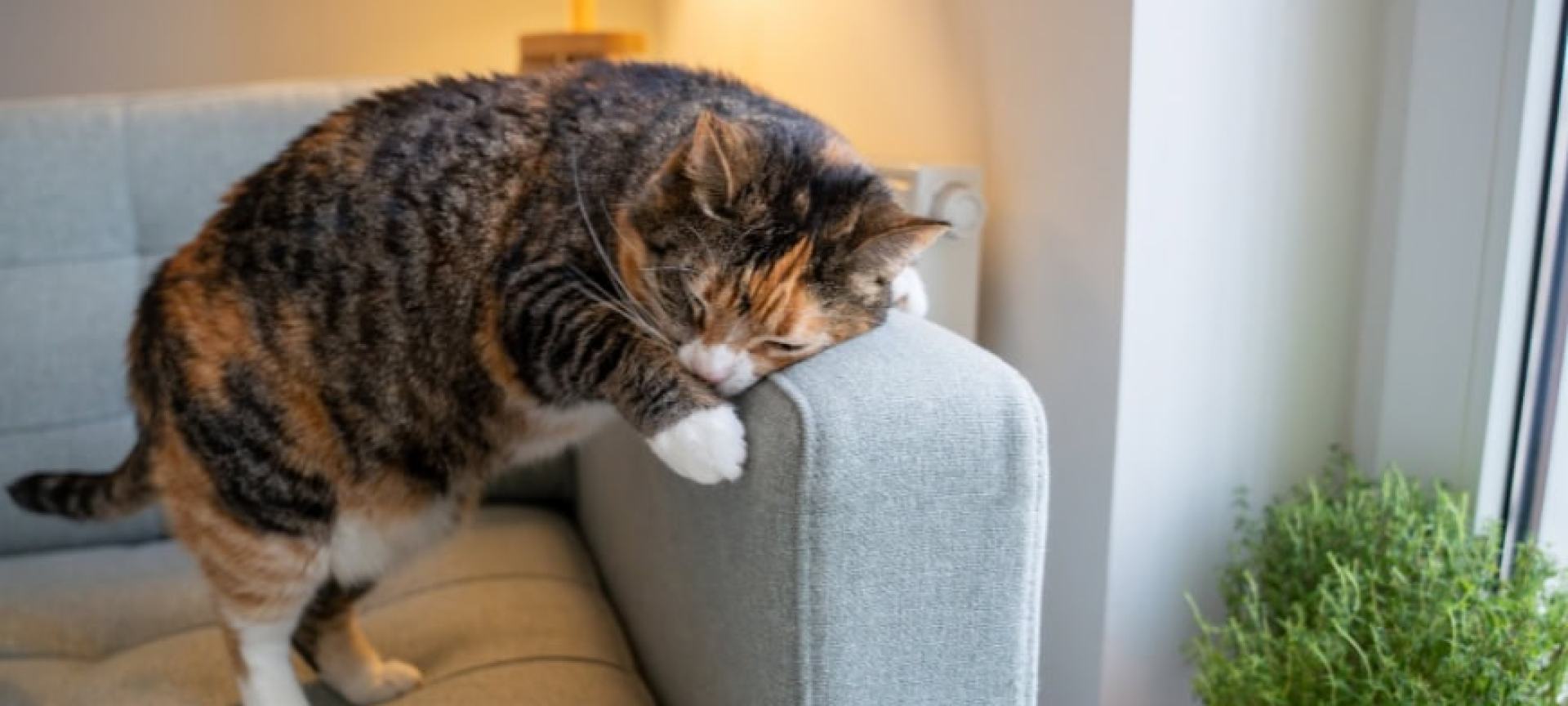 Por que os gatos marcam o cheiro? Compreendendo o comportamento Por que os gatos marcam o cheiro? Compreendendo o comportamento