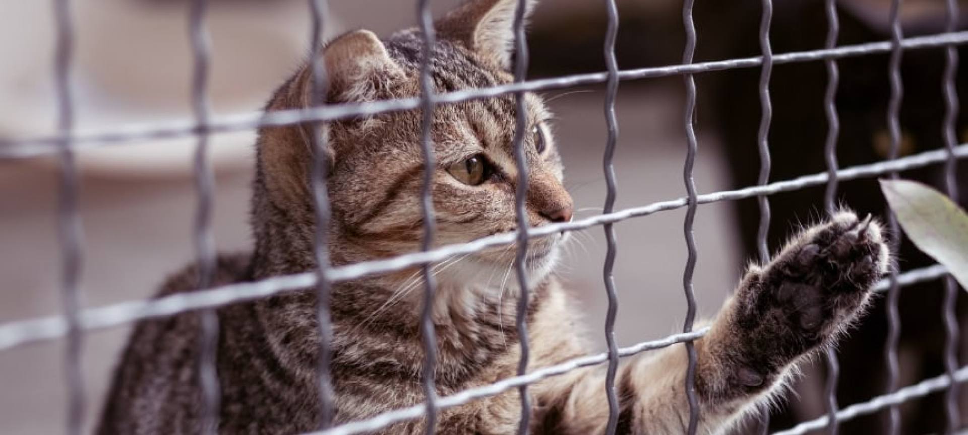 5 razões pelas quais seu gato precisa de um gabinete ao ar livre 5 razões pelas quais seu gato precisa de um gabinete ao ar livre