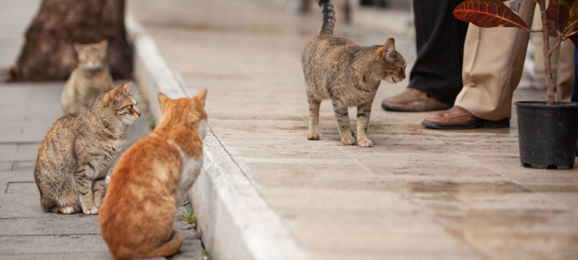 Compreendendo o fenômeno crescente de gatos selvagens nas cidades Compreendendo o fenômeno crescente de gatos selvagens nas cidades