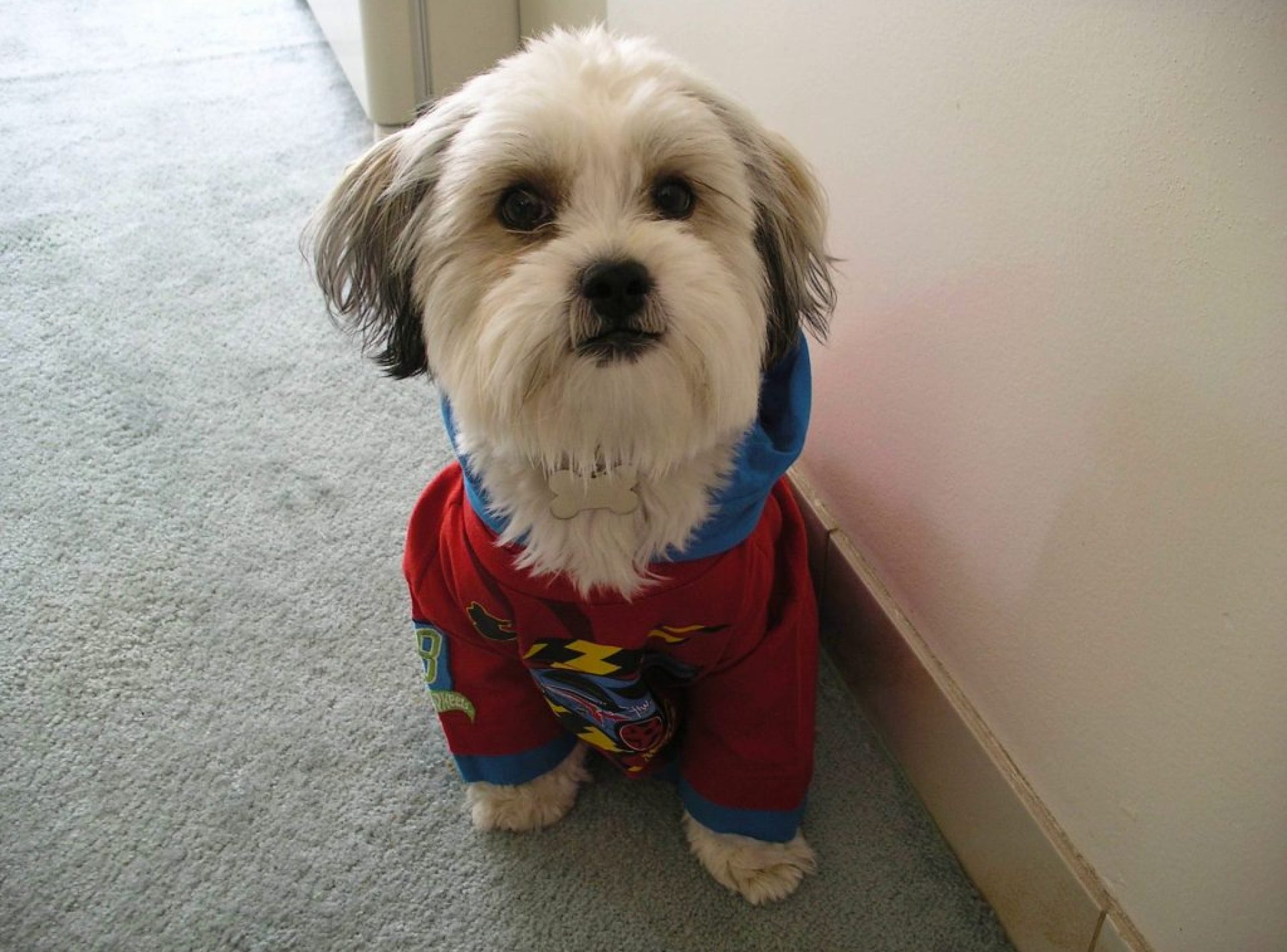 Postagem de convidado: como eu melhorei a nutrição do meu cachorro- a jornada de um cachorro de ração para crua Postagem de convidado: como eu melhorei a nutrição do meu cachorro- a jornada de um cachorro de ração para crua