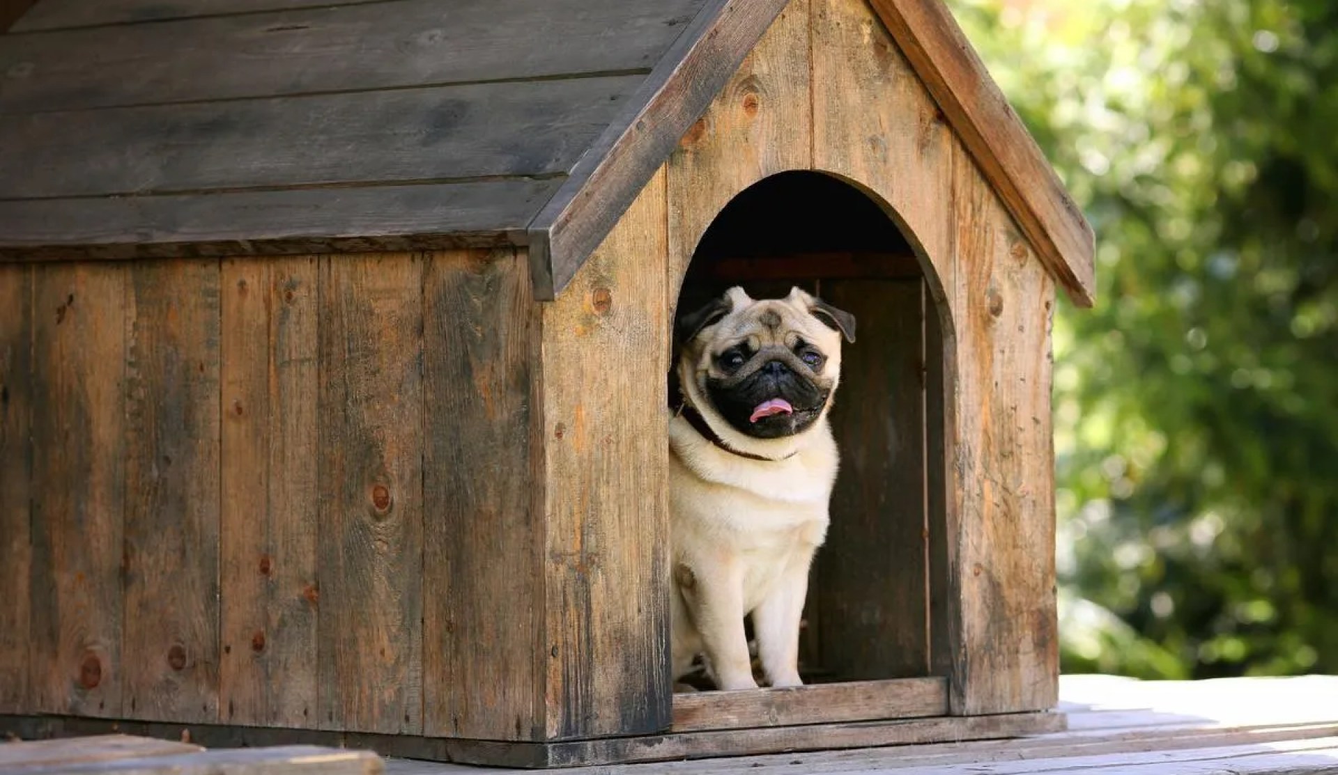 Projetando uma casa para um cachorro mimado Projetando uma casa para um cachorro mimado