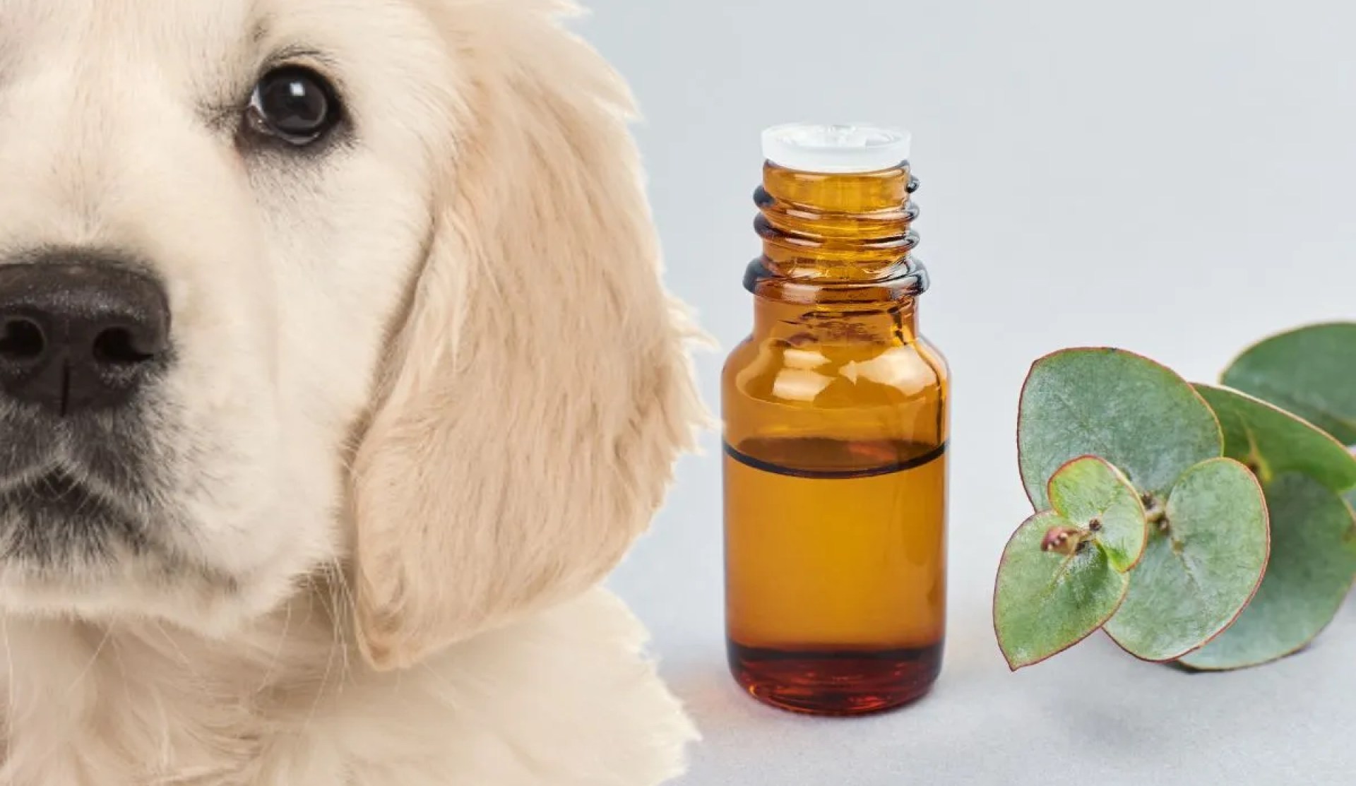 O óleo de eucalipto é seguro para cães? O óleo de eucalipto é seguro para cães?