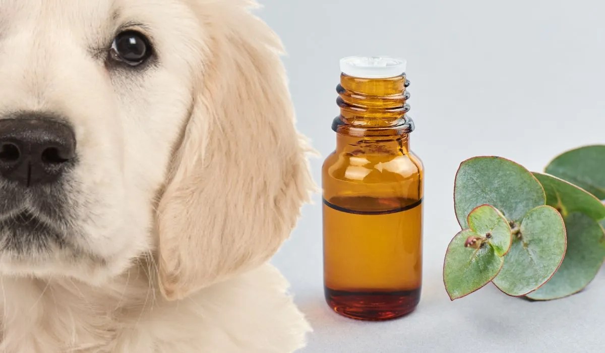 O óleo de eucalipto é seguro para cães? O óleo de eucalipto é seguro para cães?