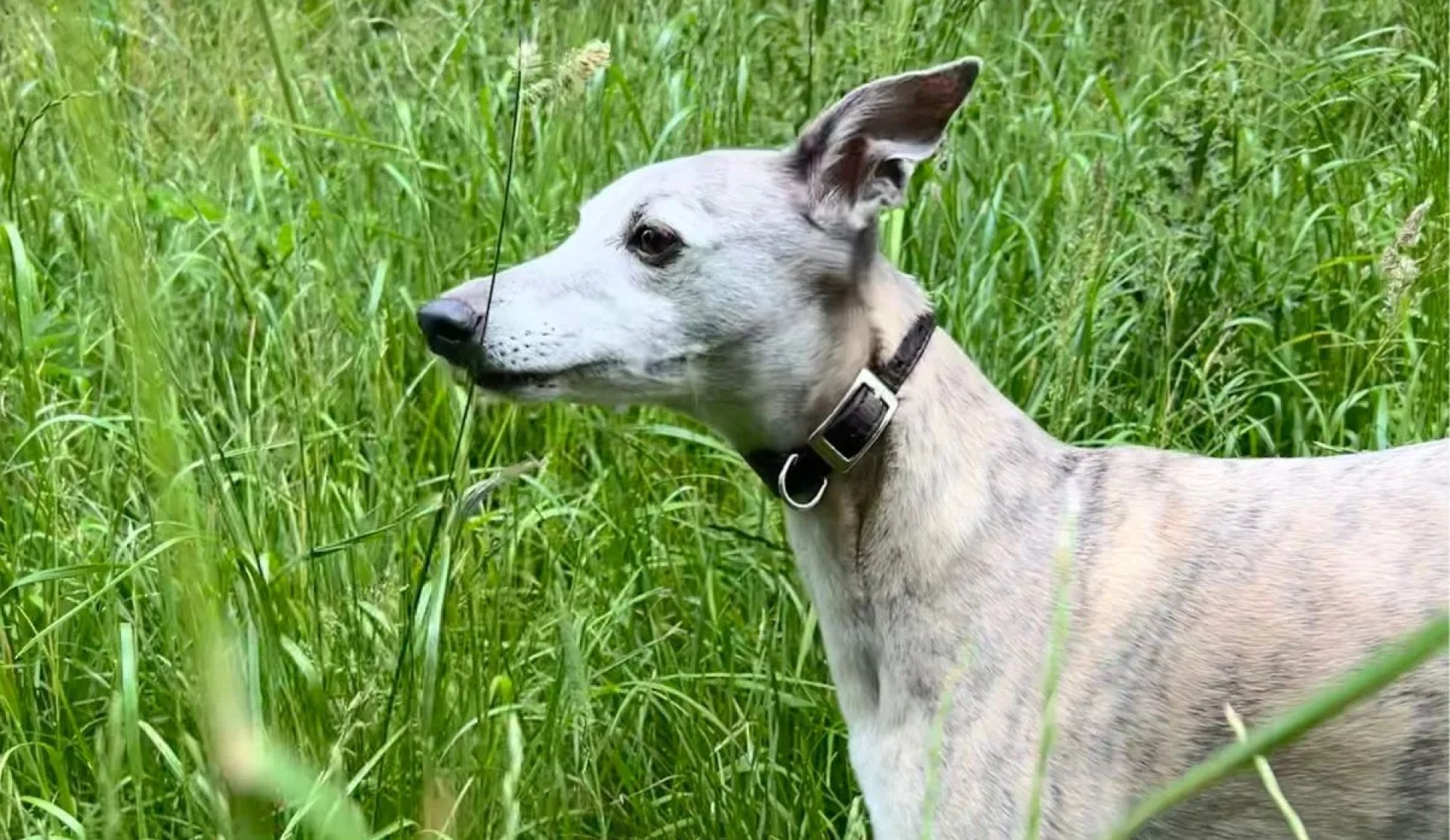 Por que as organizações de resgate Whippet são tão importantes? Por que as organizações de resgate Whippet são tão importantes?