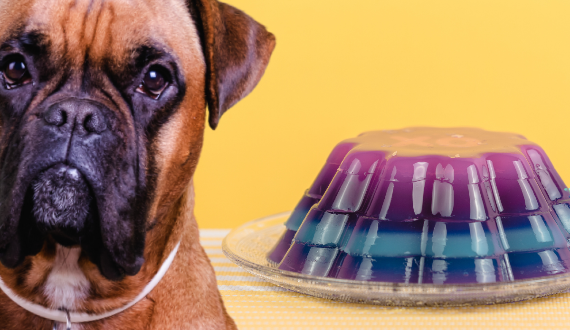 Os cães podem comer gelatina? Os cães podem comer gelatina?