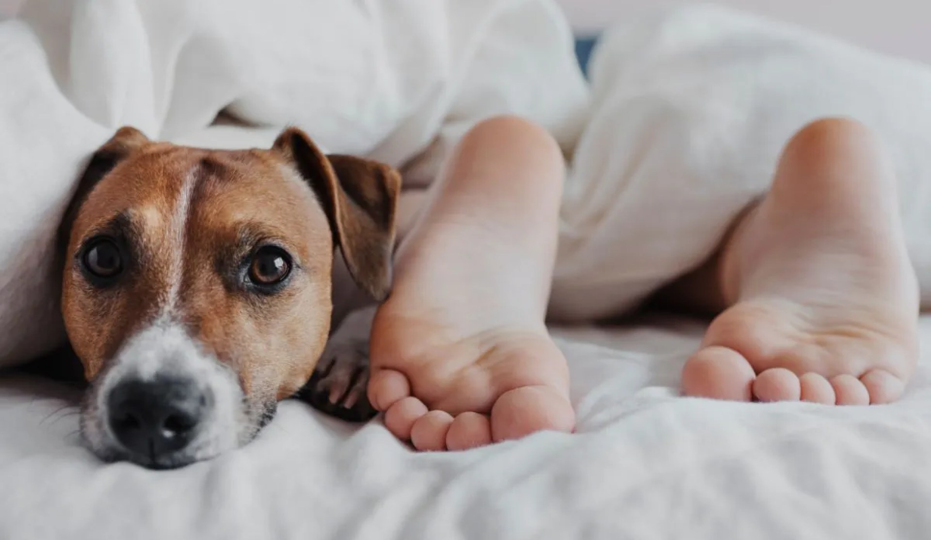Por que meu cachorro dorme entre minhas pernas? Por que meu cachorro dorme entre minhas pernas?