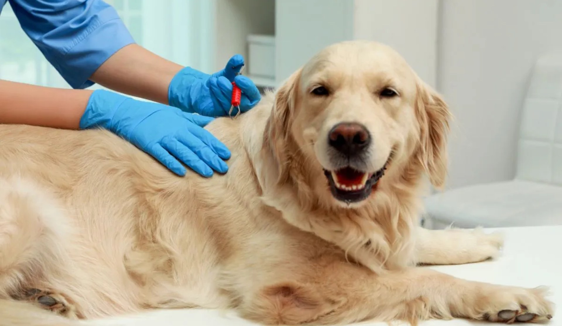 A melhor maneira de remover um carrapato de cachorro A melhor maneira de remover um carrapato de cachorro