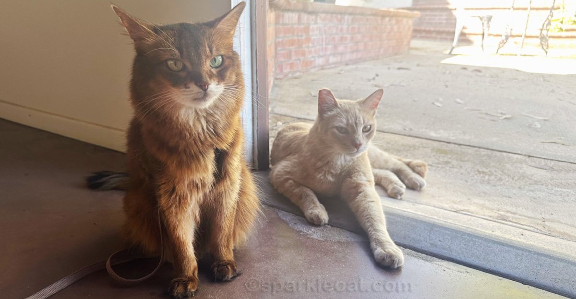 Por que não apenas “adotamos” o pêssego Kitty Por que não apenas “adotamos” o pêssego Kitty