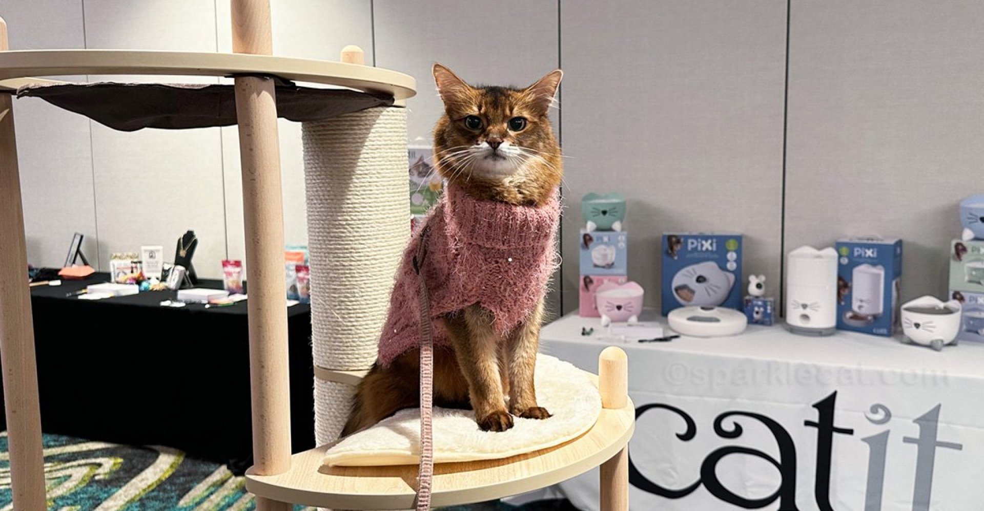 Por que os gatos parecem menos sociais que os cães – mas na verdade não são Por que os gatos parecem menos sociais que os cães – mas na verdade não são