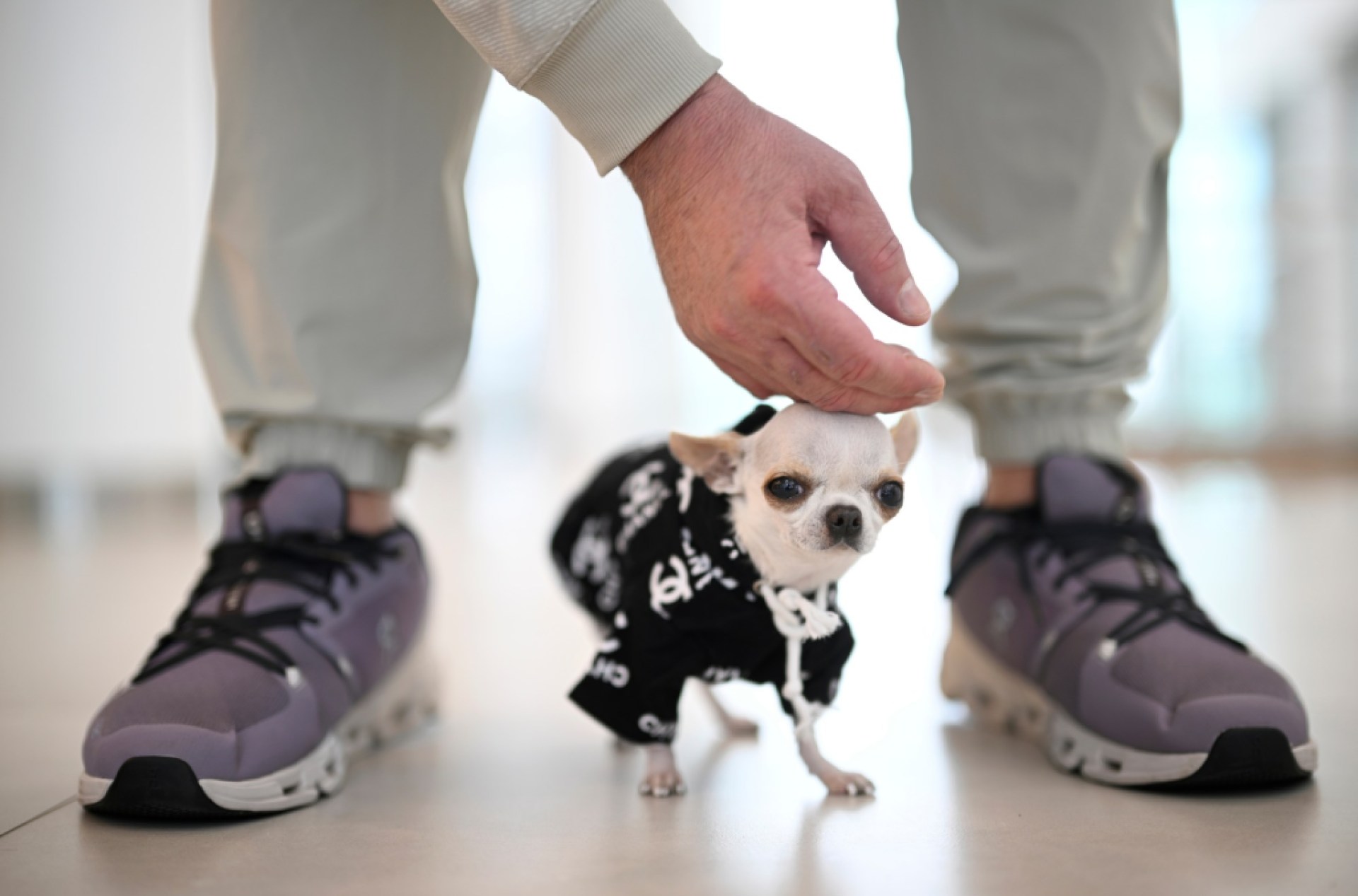 Pearl, o cachorro mais curto do mundo Pearl, o cachorro mais curto do mundo
