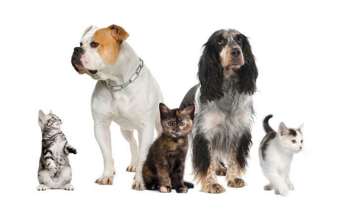 Treinamento de cães de próximo nível: técnicas profissionais para filhotes perfeitos Treinamento de cães de próximo nível: técnicas profissionais para filhotes perfeitos