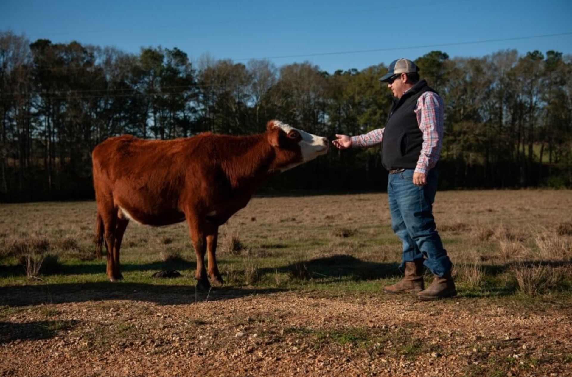 Os veterinários agrícolas fornecem serviços de emergência? Os veterinários agrícolas fornecem serviços de emergência?