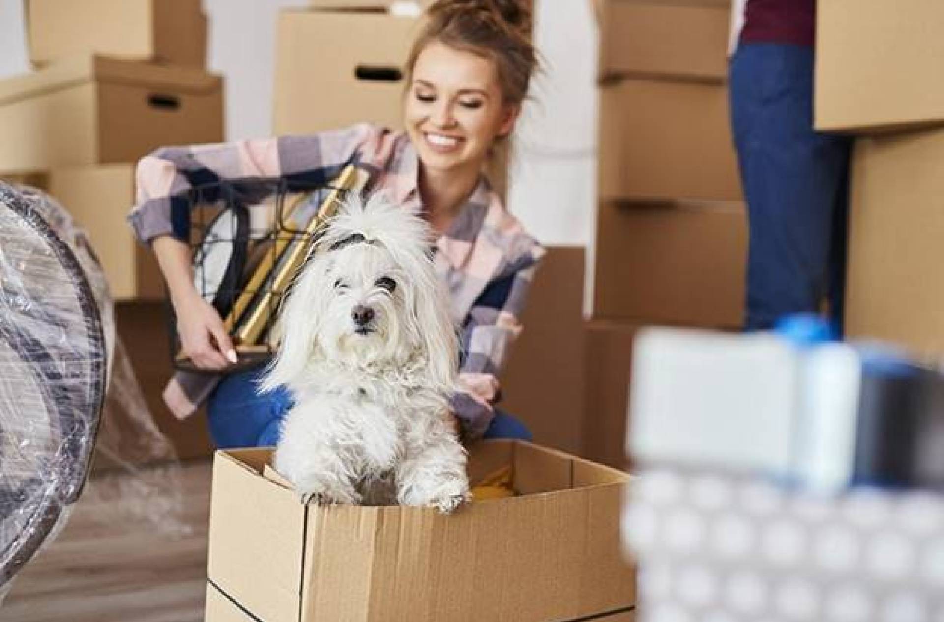 Dicas de atendimento a animais essenciais para se estabelecer em seu novo apartamento Dicas de atendimento a animais essenciais para se estabelecer em seu novo apartamento