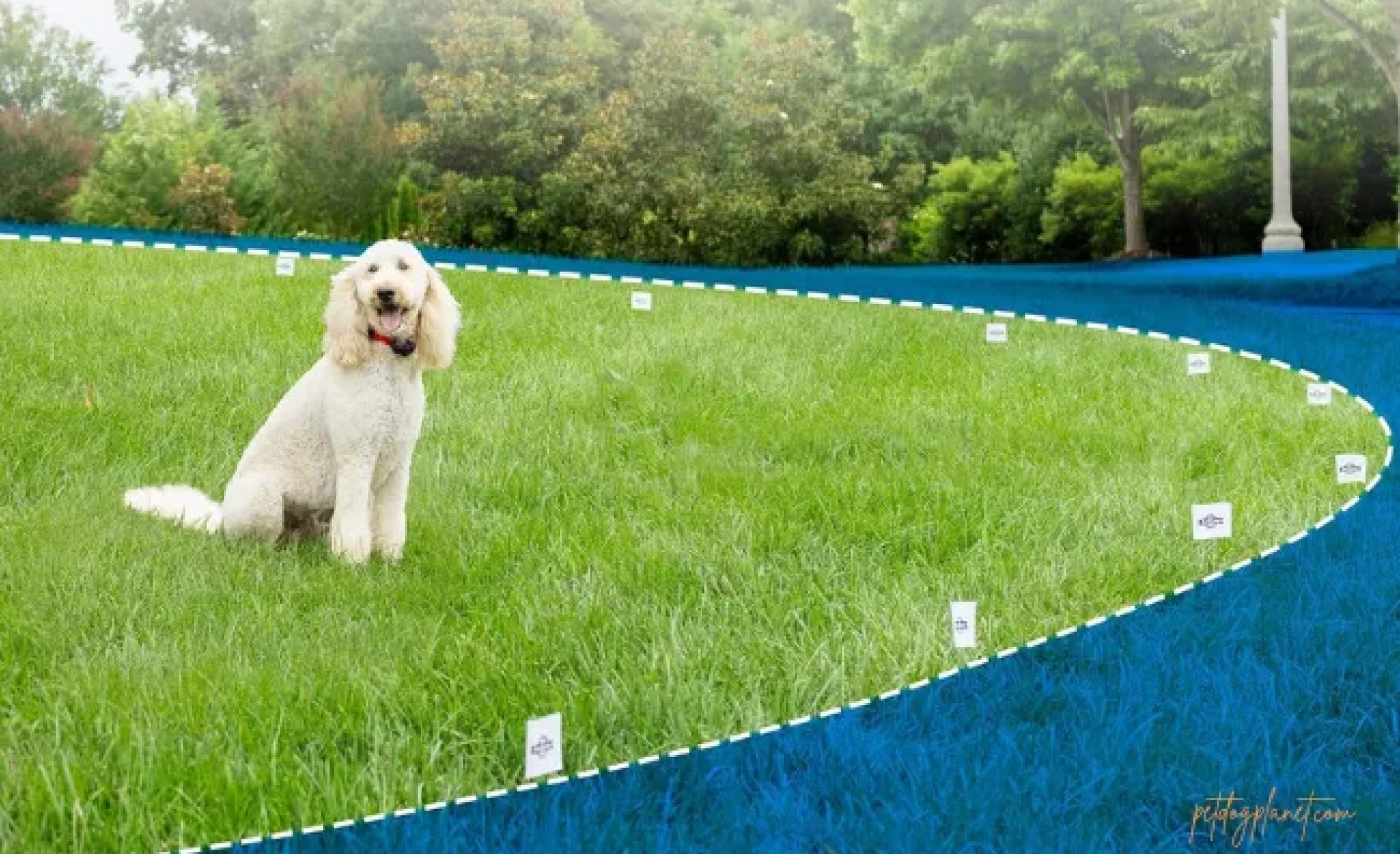 5 principais prós e contras do colarinho sem fio de cachorro 5 principais prós e contras do colarinho sem fio de cachorro