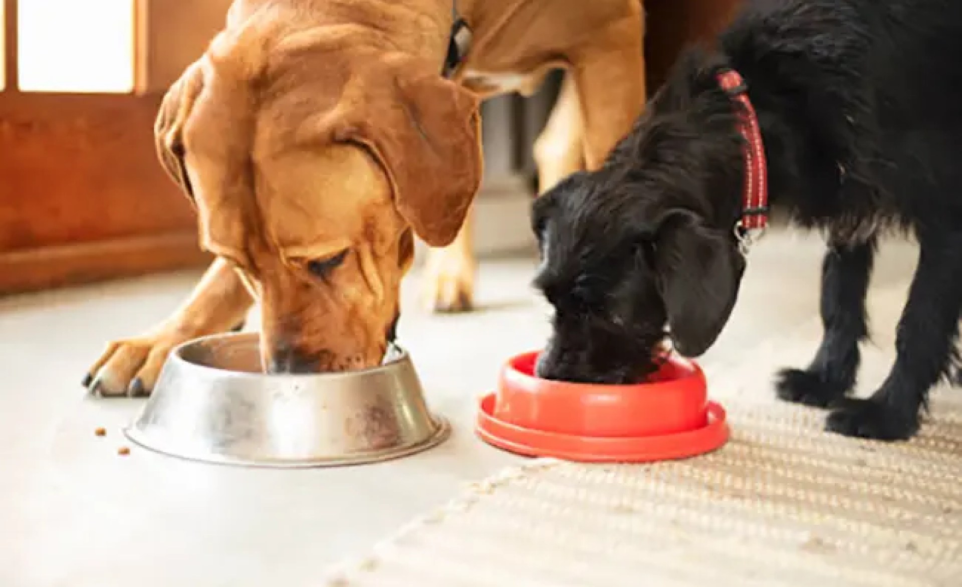 Como escolher comida de cachorro que promove bem-estar a longo prazo Como escolher comida de cachorro que promove bem-estar a longo prazo