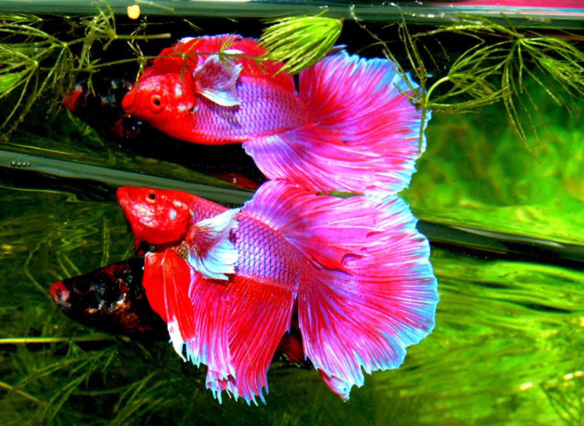 Como cuidar do peixe Betta (peixe lutador siamês) Como cuidar do peixe Betta (peixe lutador siamês)