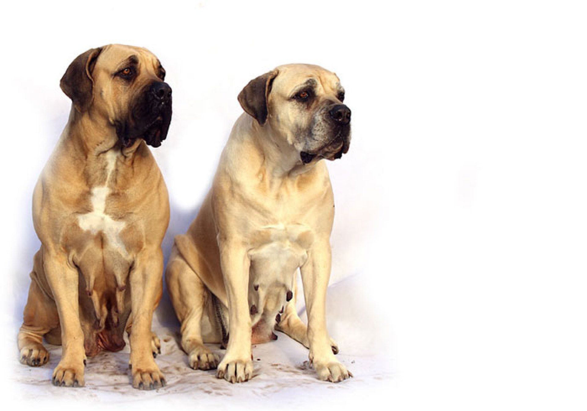 Dicas fáceis para cuidar de cães Mastim Inglês Dicas fáceis para cuidar de cães Mastim Inglês
