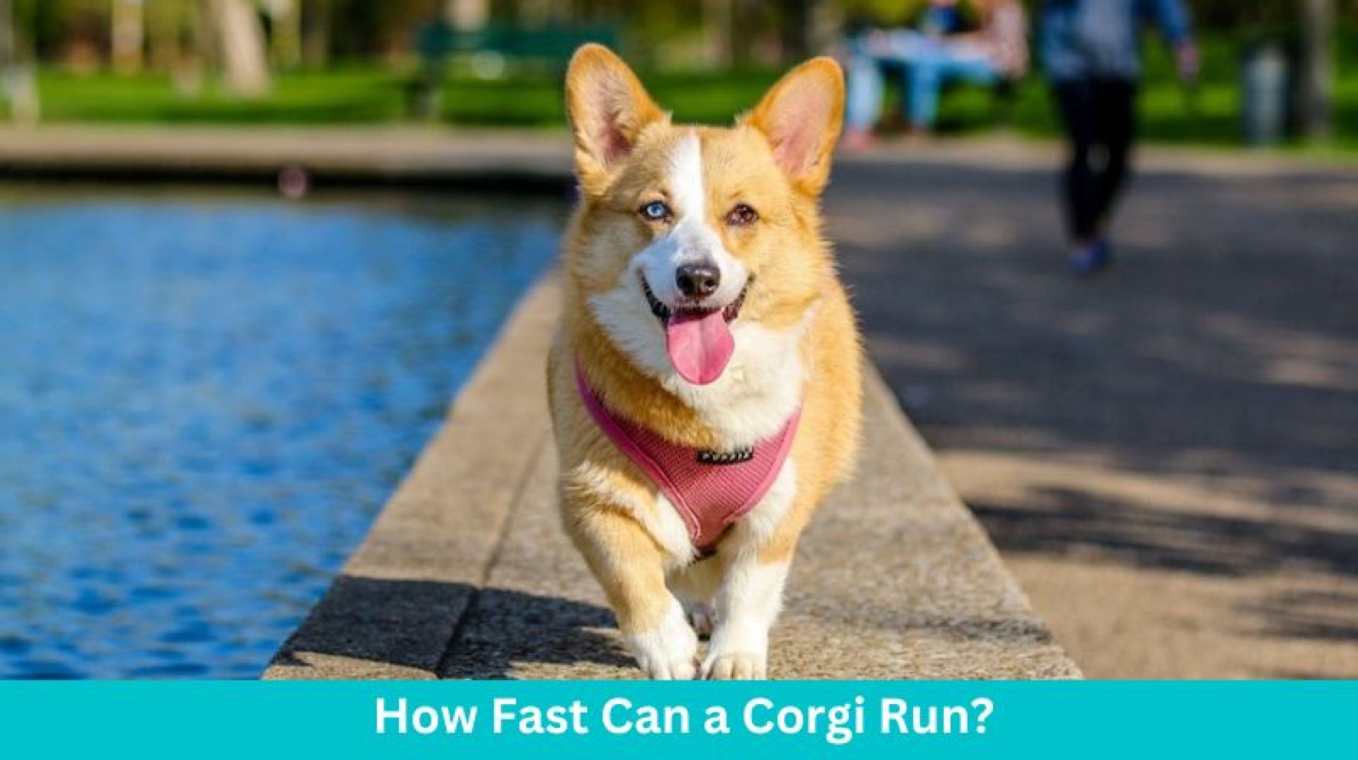 Quão rápido um corgi pode ser executado? Quão rápido um corgi pode ser executado?