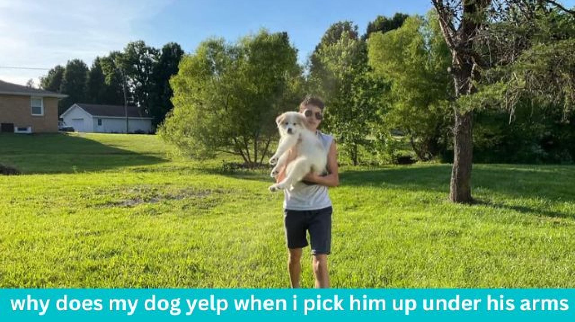 12 razões potenciais – Petshaunt 12 razões potenciais – Petshaunt