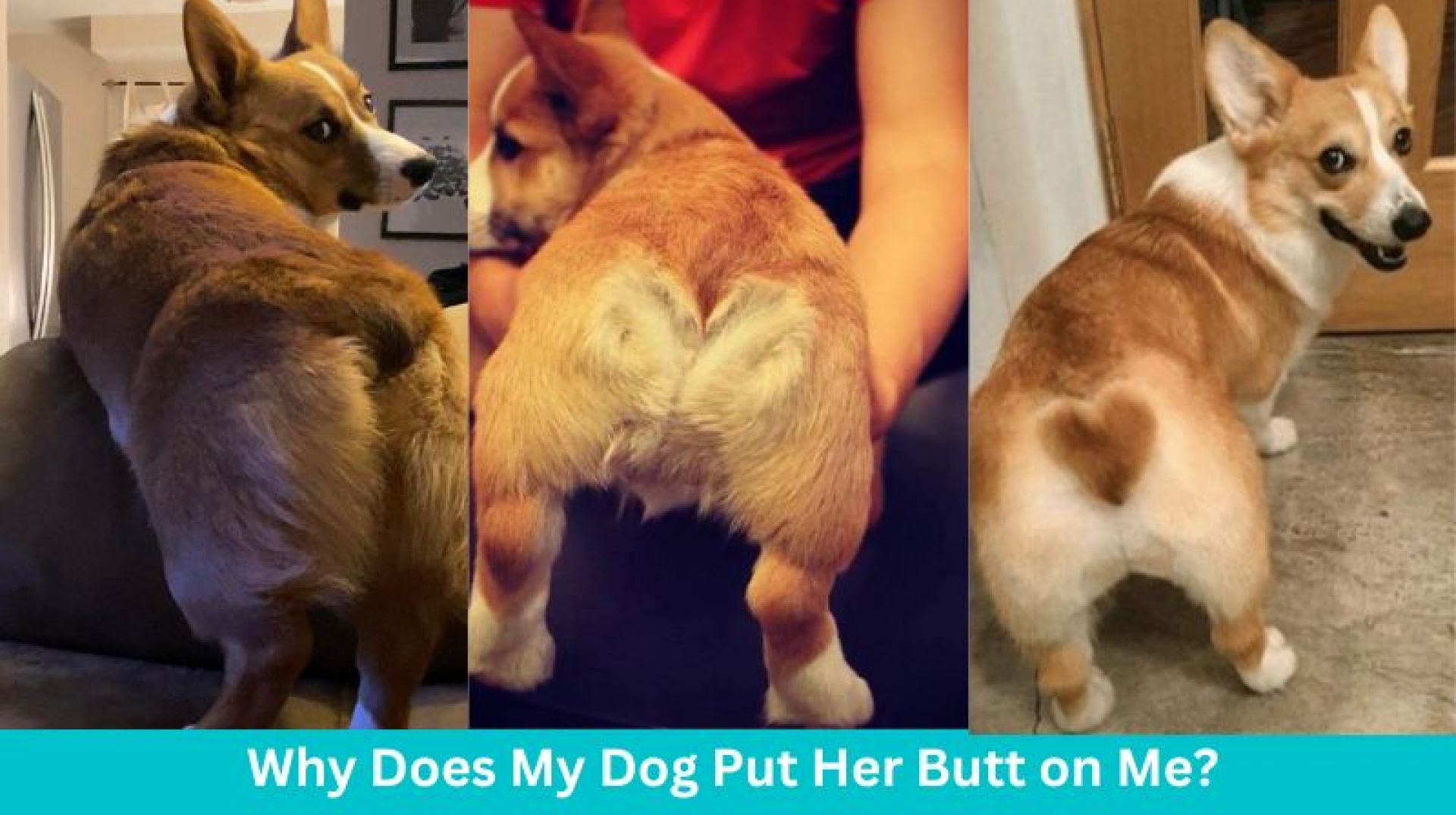 Por que meu cachorro coloca sua bunda em mim? Por que meu cachorro coloca sua bunda em mim?