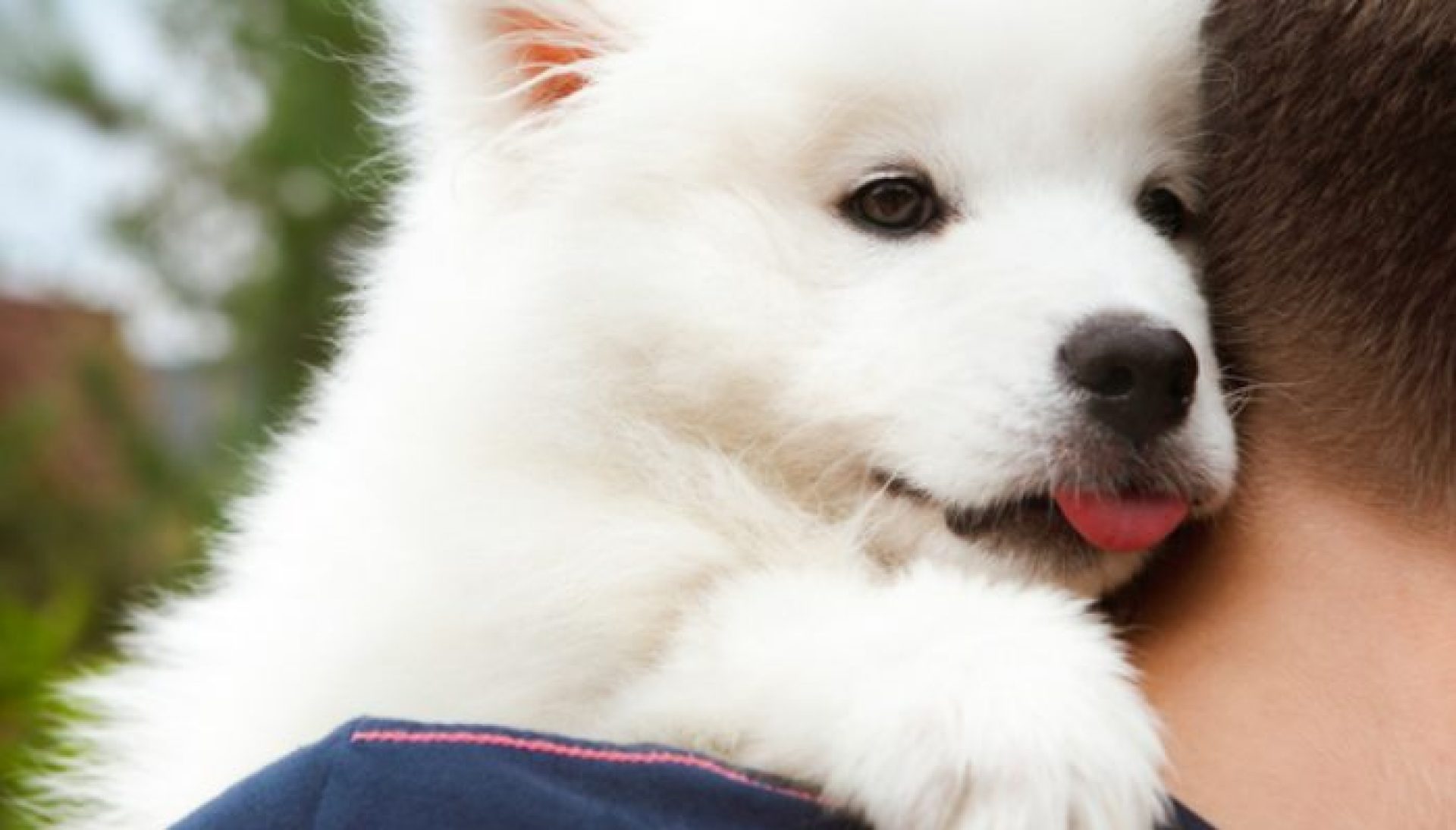 500 nomes de cães exclusivos – vazamentos de filhotes 500 nomes de cães exclusivos – vazamentos de filhotes