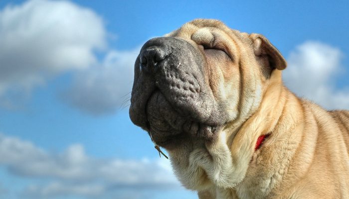 5 maneiras de ajudar seu cachorro a perder peso 5 maneiras de ajudar seu cachorro a perder peso