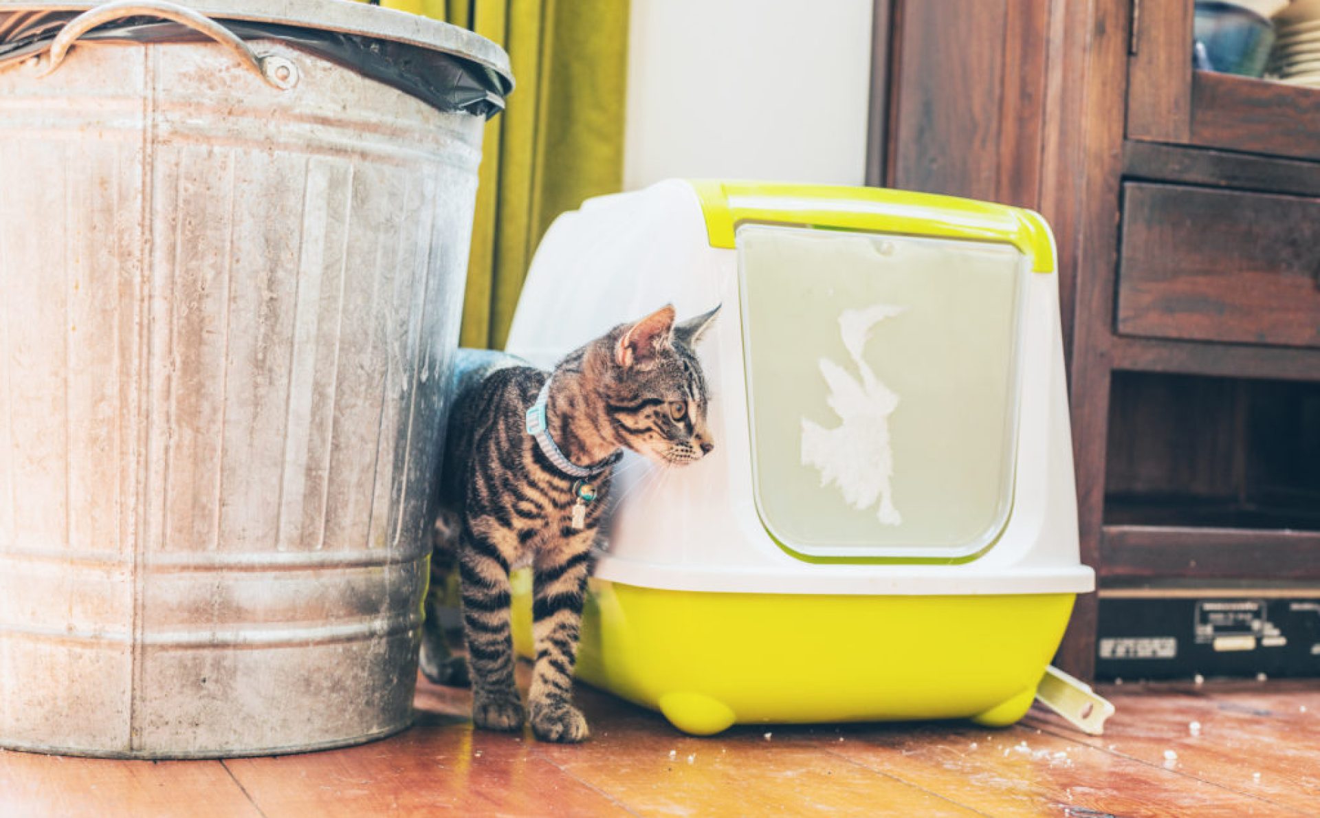 Gerenciando questões urinárias relacionadas ao estresse do seu gato Gerenciando questões urinárias relacionadas ao estresse do seu gato