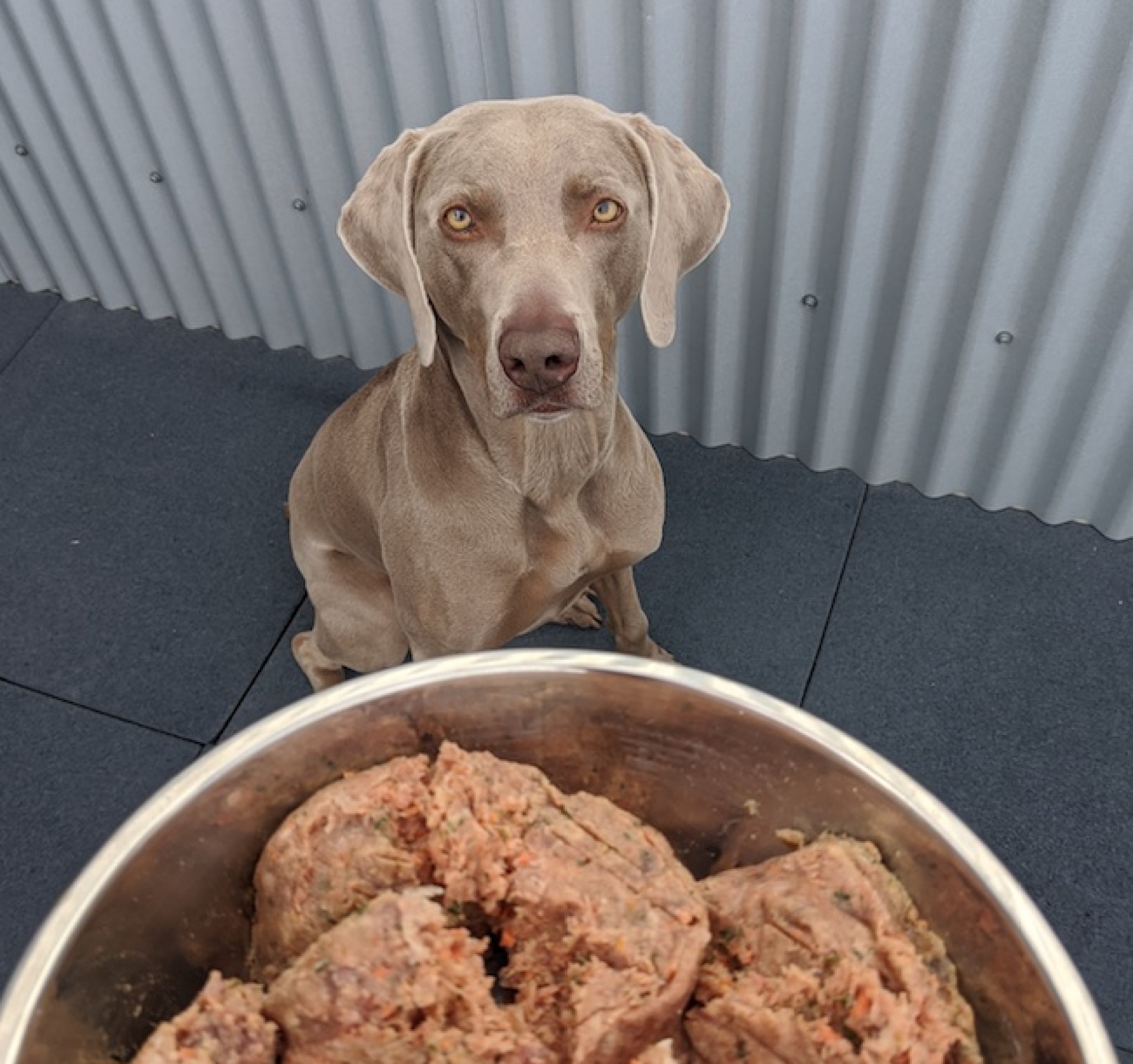 Razões para não alimentar seu cão uma dieta crua Razões para não alimentar seu cão uma dieta crua