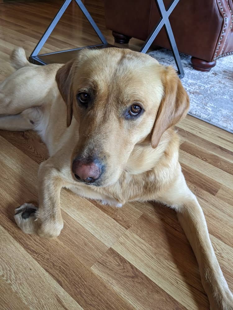 Você deve remover as garras de orvalho de um cachorro? Você deve remover as garras de orvalho de um cachorro?
