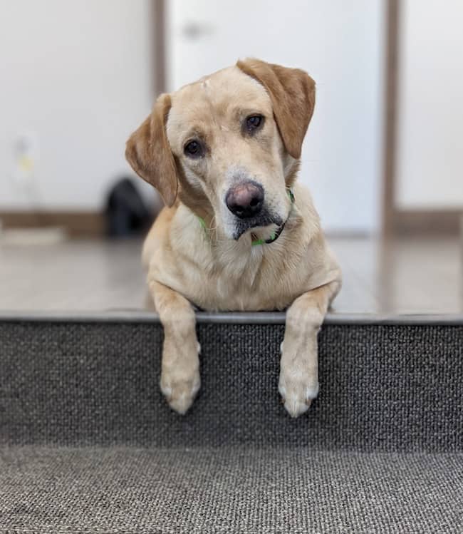 Alimentando carne de jogo cru para cães Alimentando carne de jogo cru para cães