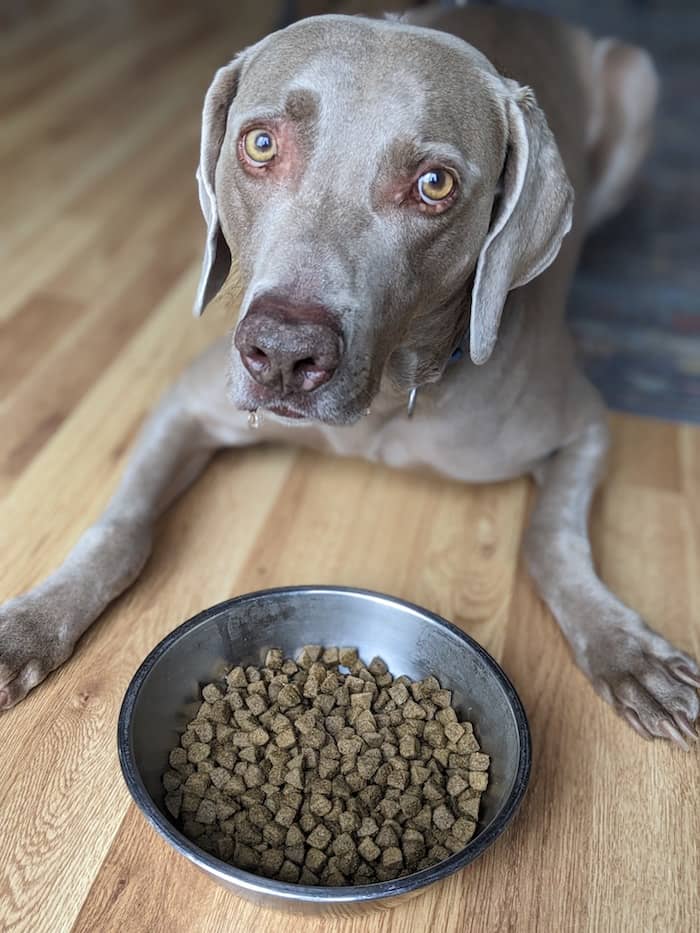 A comida de cachorro sem grãos é ruim para cães? A comida de cachorro sem grãos é ruim para cães?